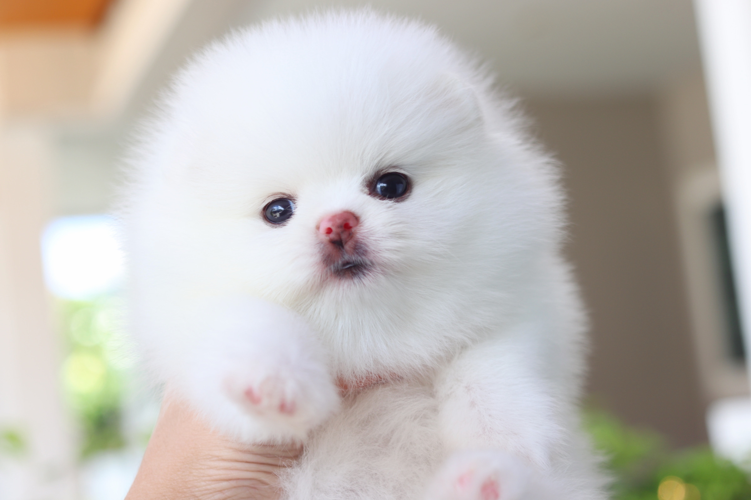 ปอมเมอเรเนียน เพศเมียสีขาวเกรดโชว์