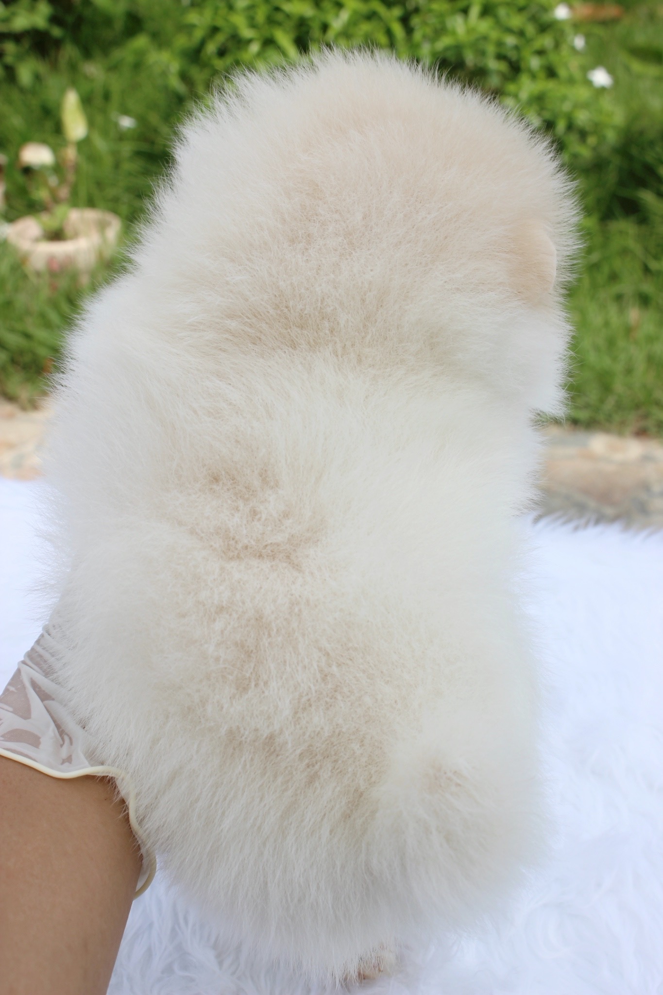 ปอมเมอเรเนียน เพศผู้ ขาวครีม