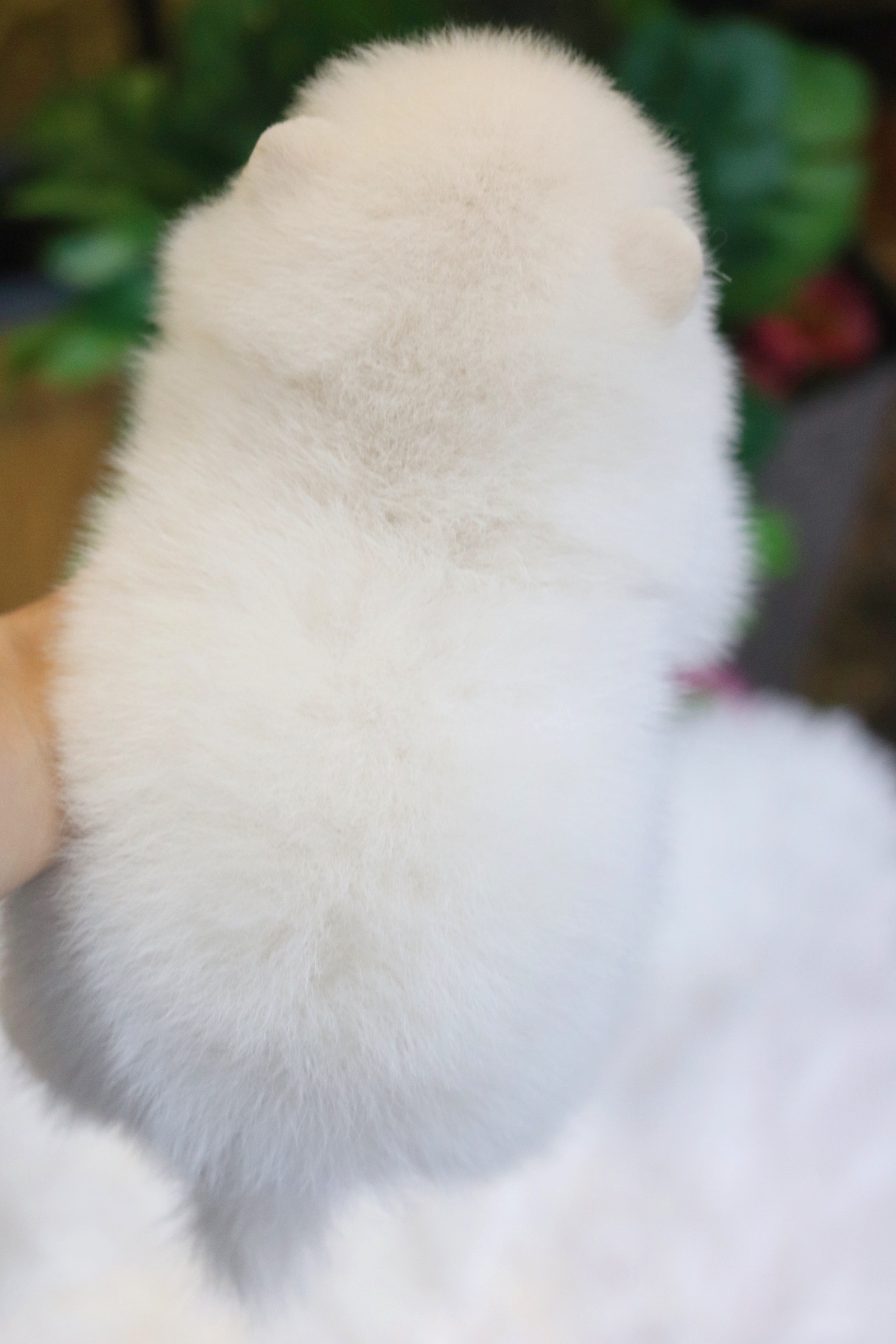 ปอมเมอเรเนียน เพศผู้ ขาวครีม