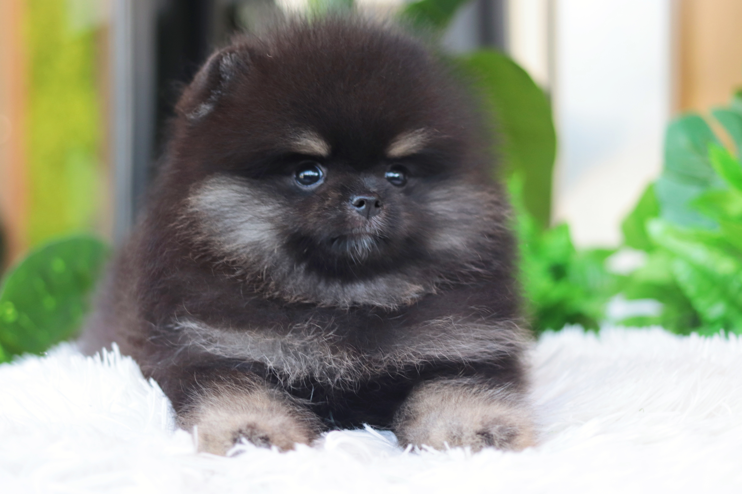 ปอมเมอเรเนียน เพศผู้สีแบล็คแทนเกรดโชว์