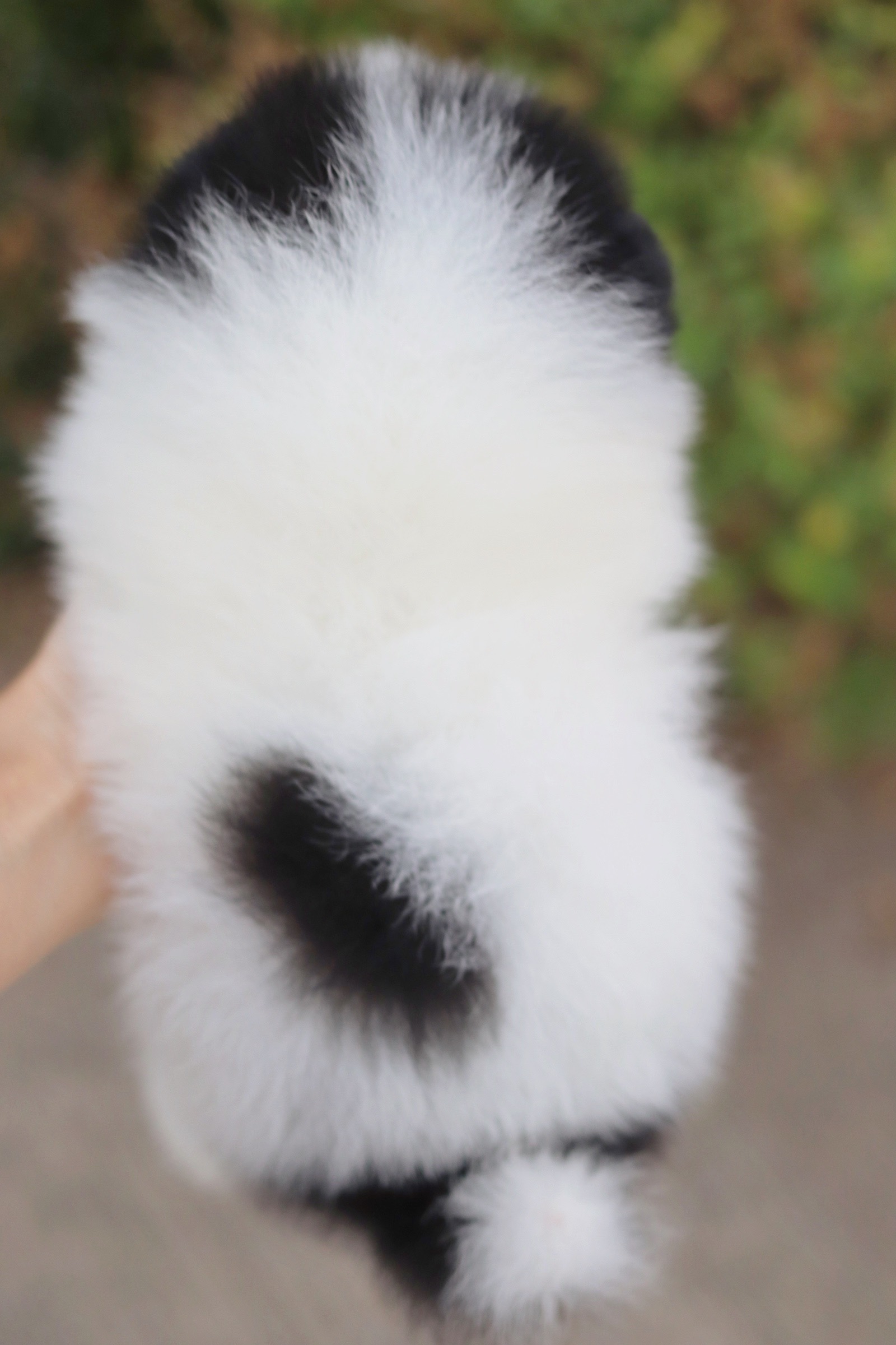 ปอมเมอเรเนียน เพศผู้ แฟนซี