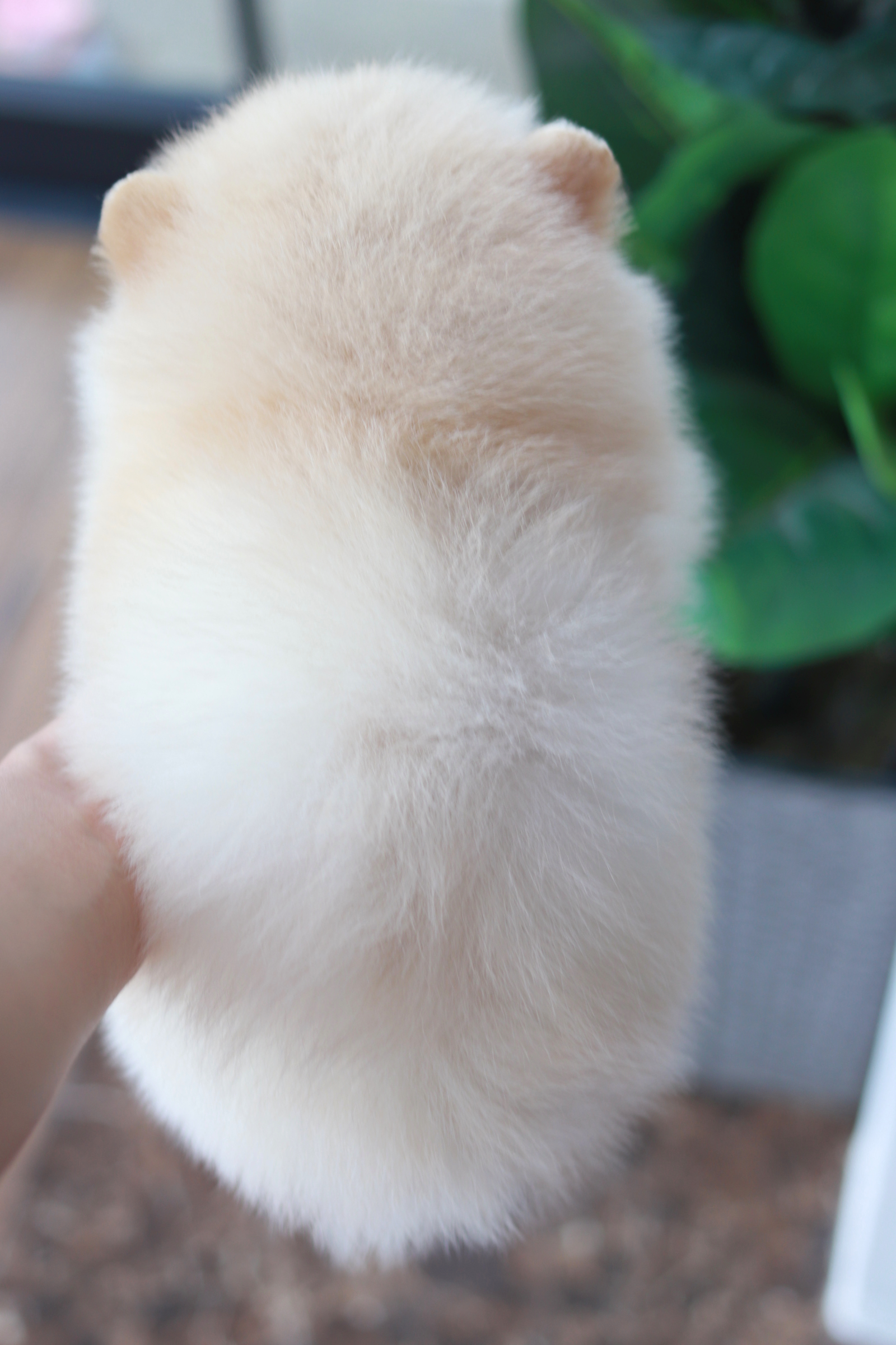 ปอมเมอเรเนียน เพศผู้ ครีม