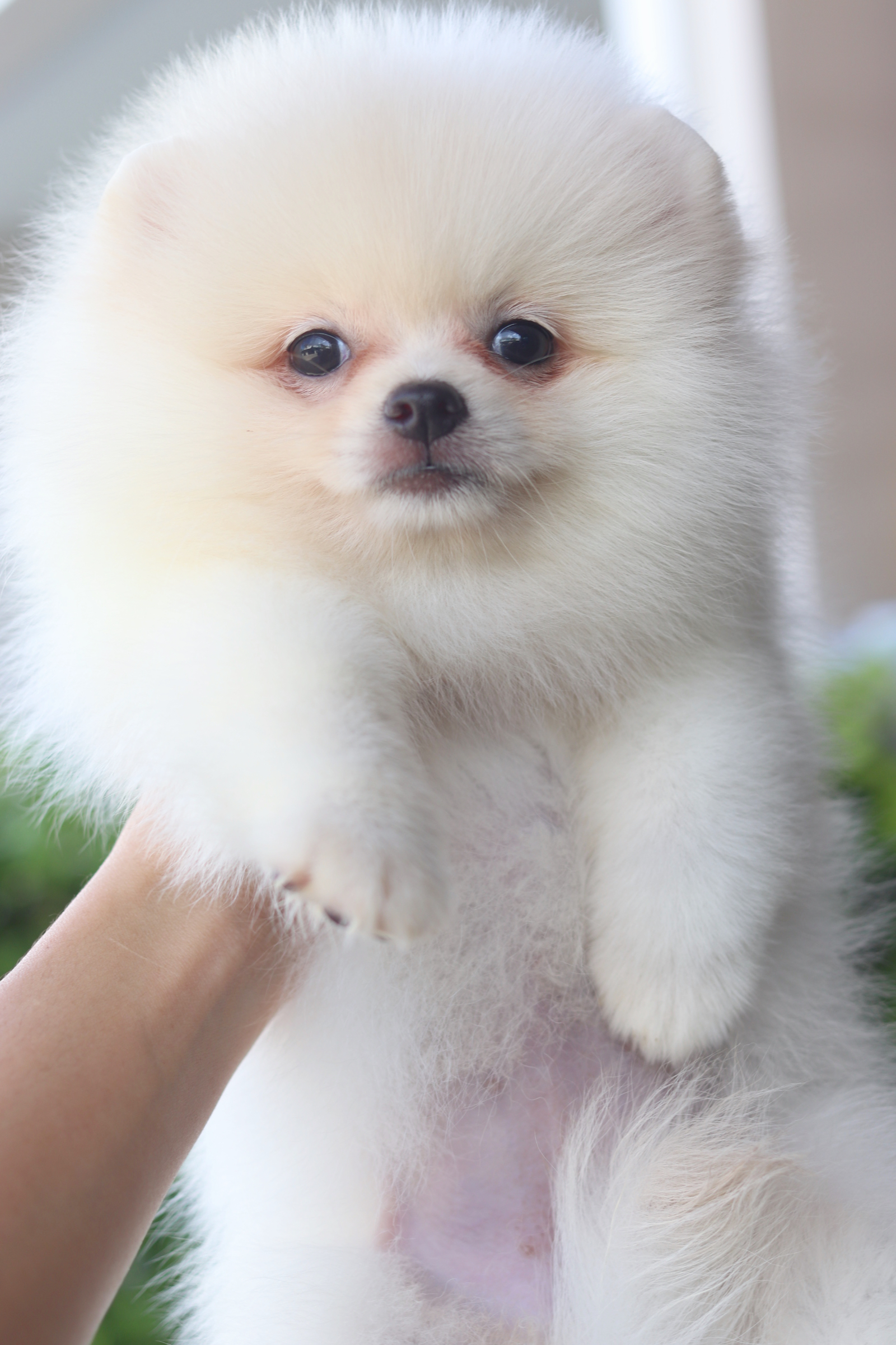 ปอมเมอเรเนียน เพศเมียสีขาวครีม