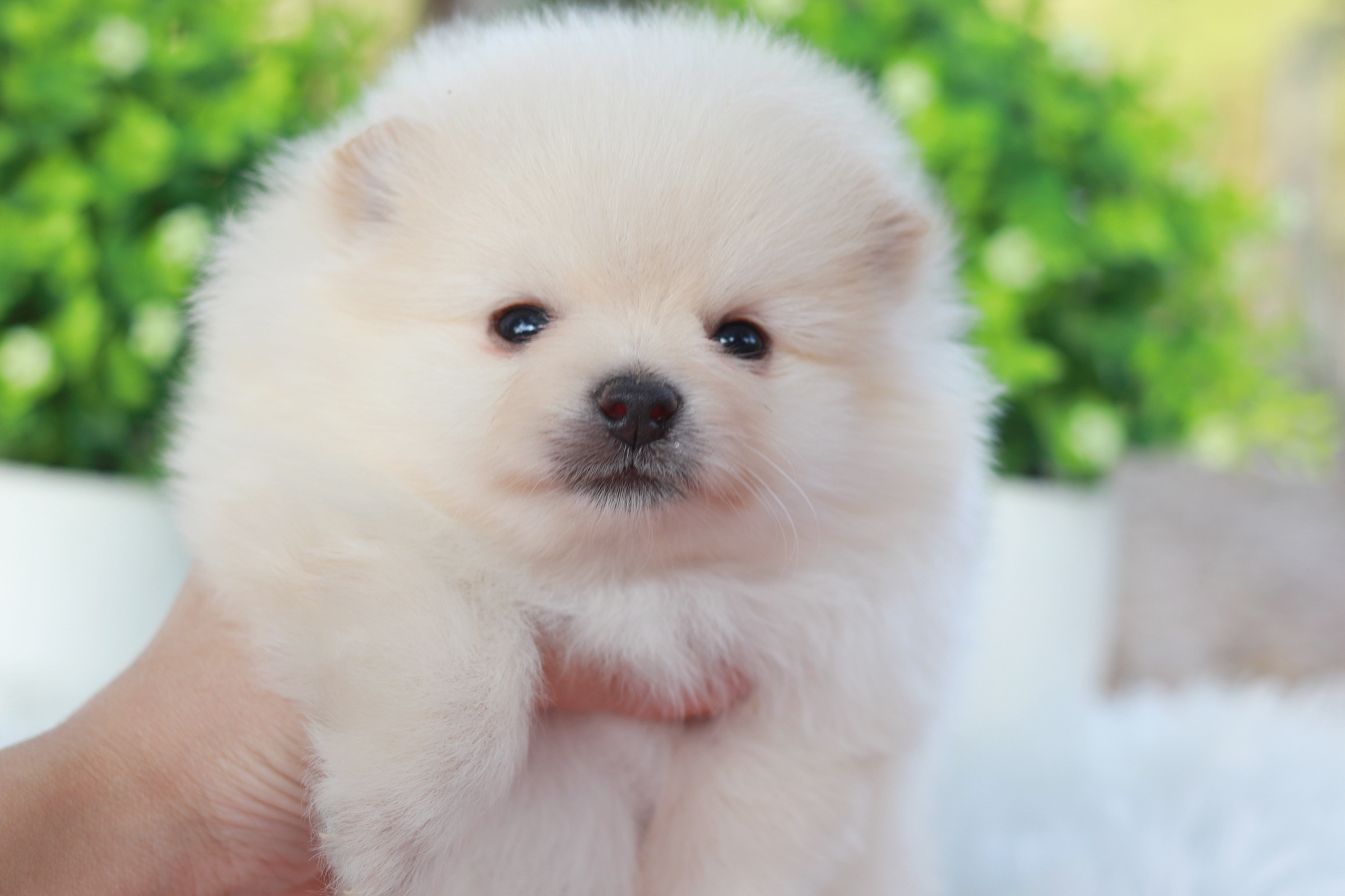 ปอมเมอเรเนียน เพศผู้