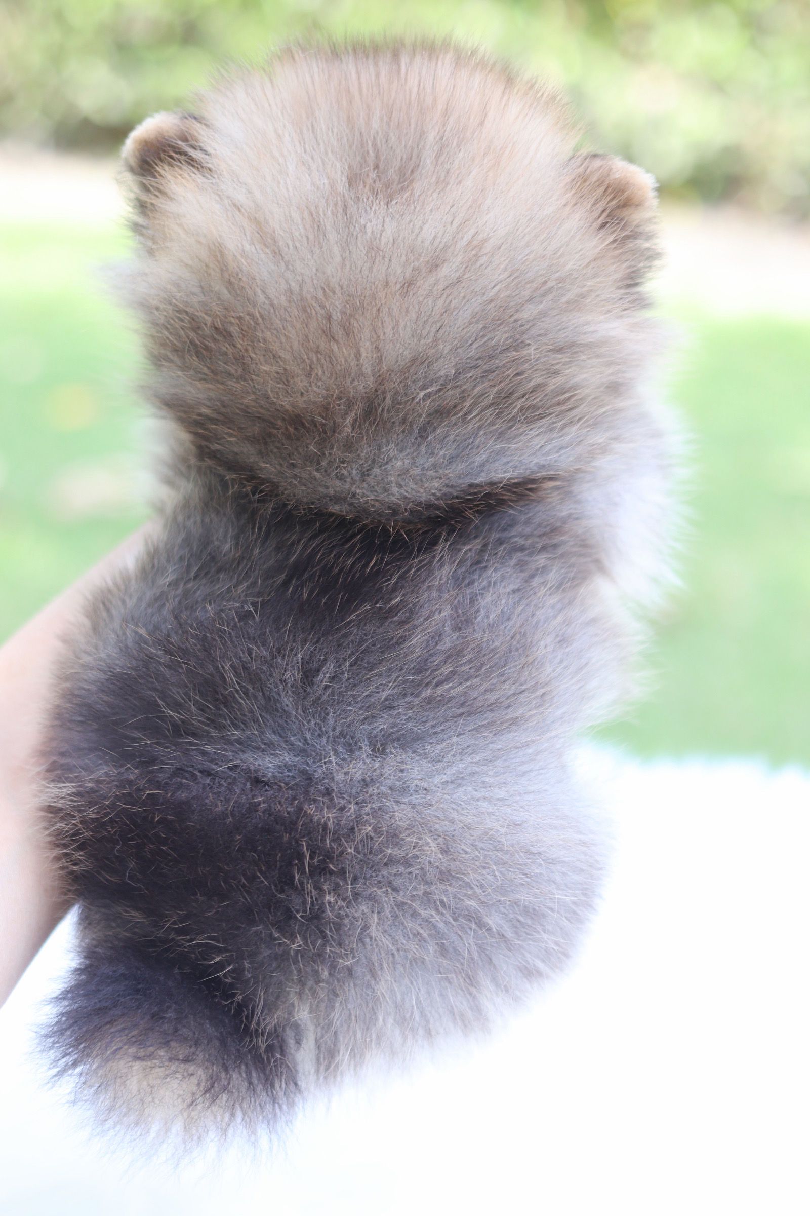 ปอมเมอเรเนียน เพศผู้ สีส้ม เกรดโชว์