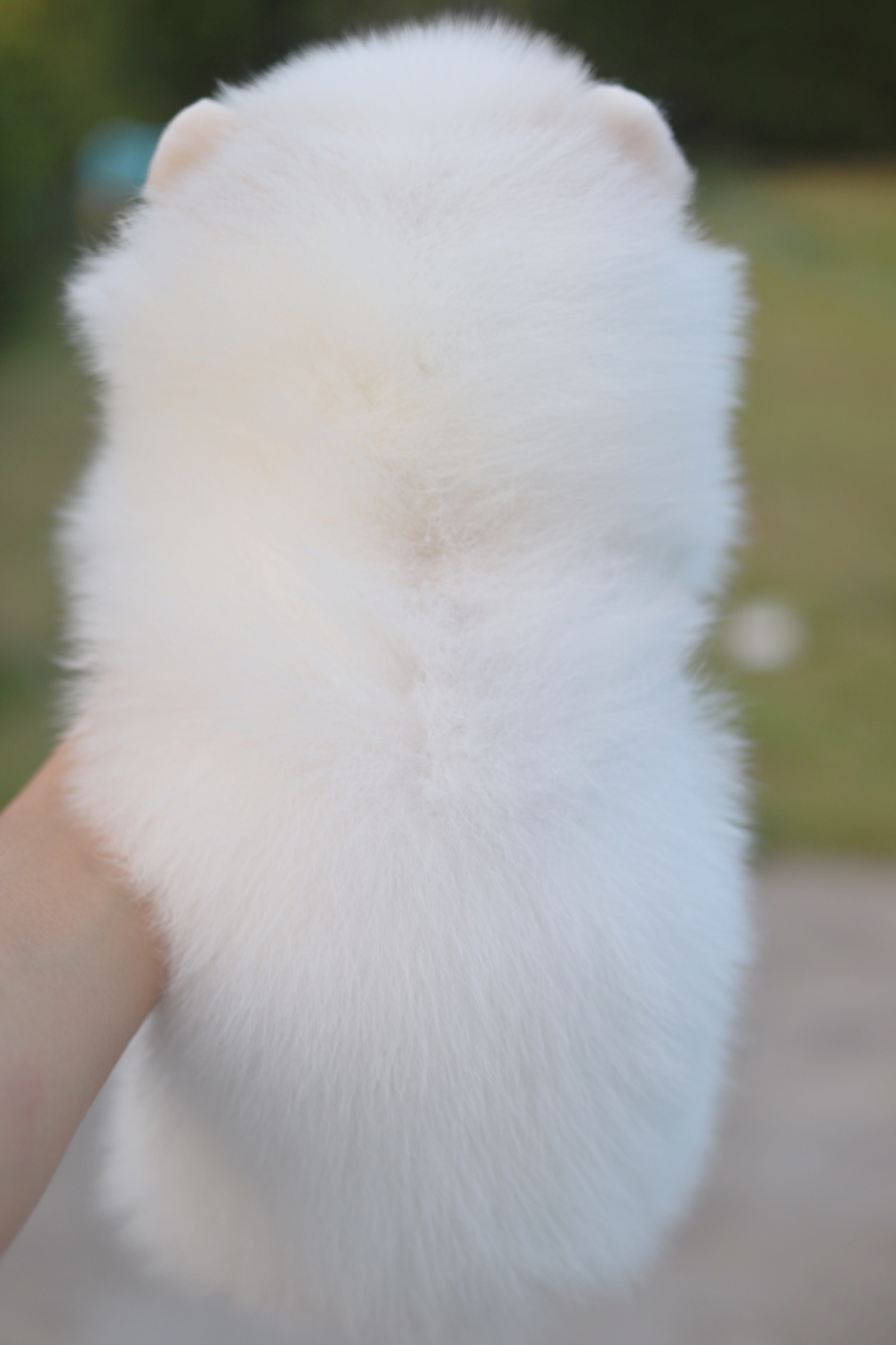 ปอมเมอเรเนียน เพศเมียสีขาวครีม