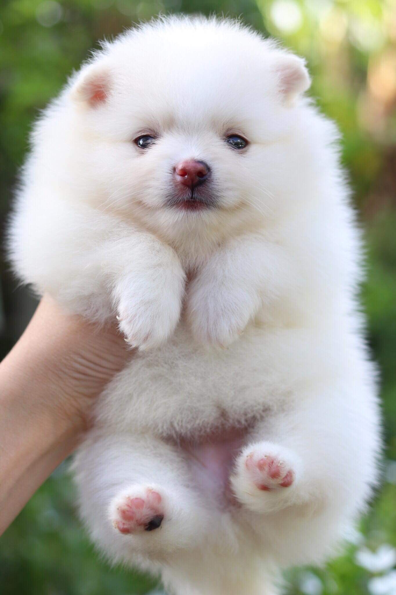 ปอมเมอเรเนียน เพศเมีย