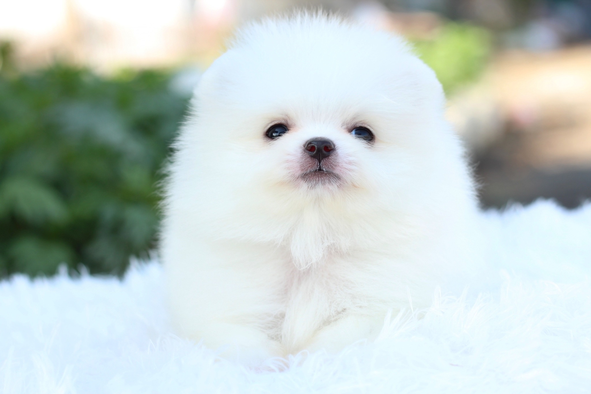 ปอมเมอเรเนียน เพศเมียสีขาว