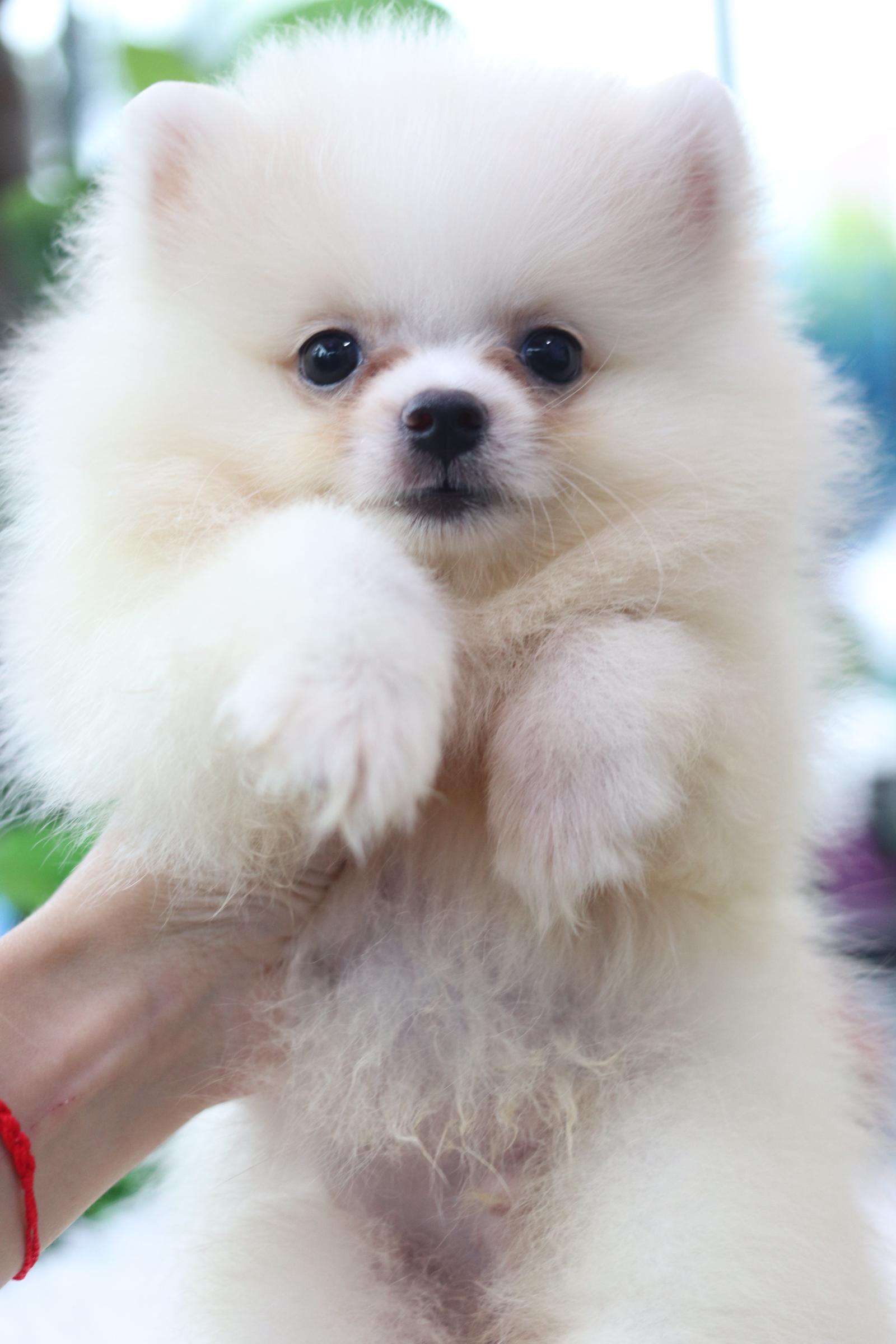 ปอมเมอเรเนียน เพศผู้ขาวครีม