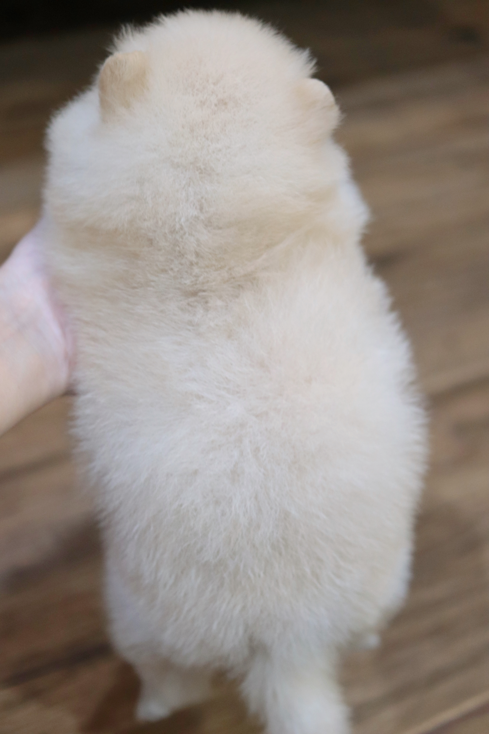 ปอมเมอเรเนียน เพศเมียสีขาวครีม