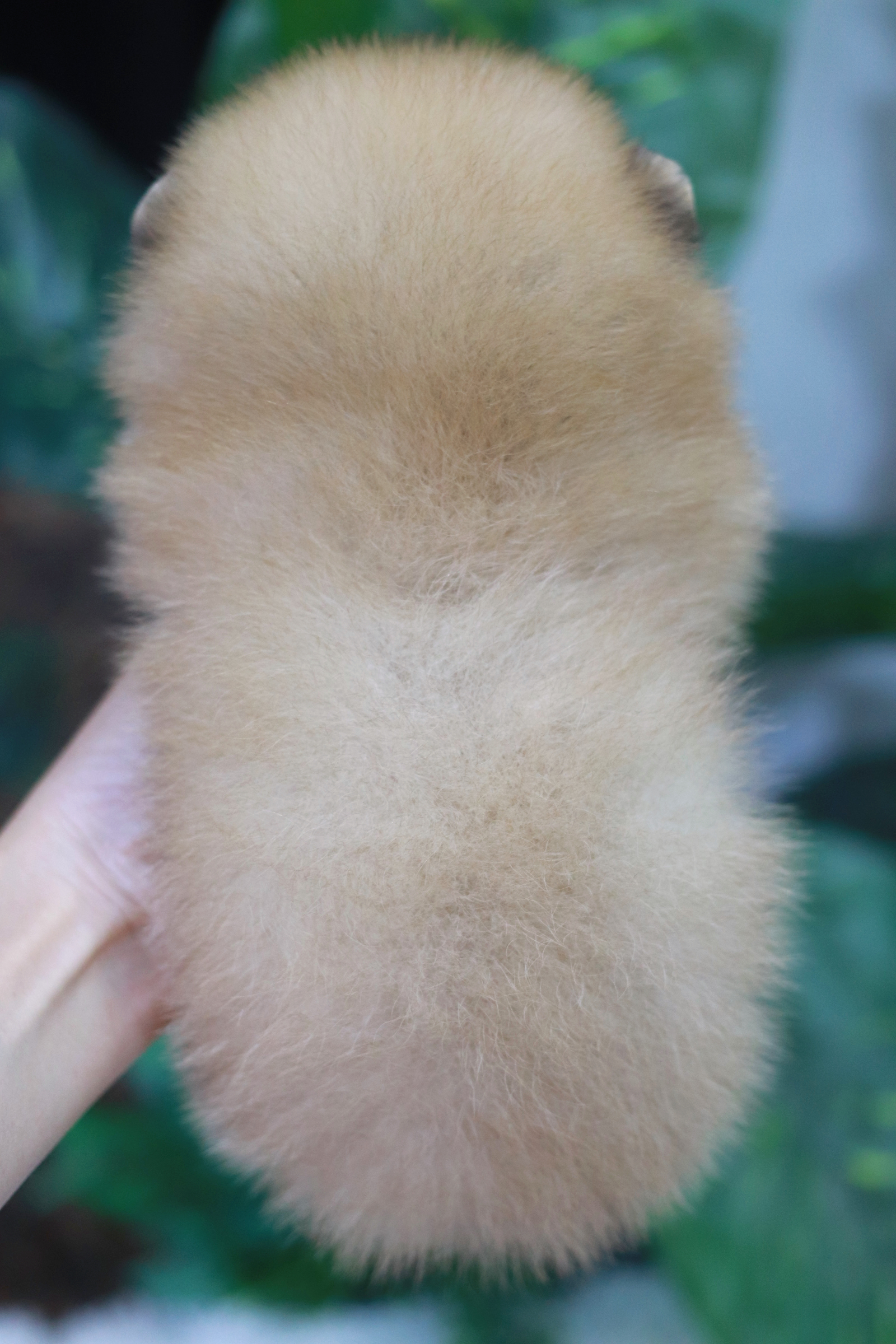 ปอมเมอเรเนียน เพศผู้ สีส้ม