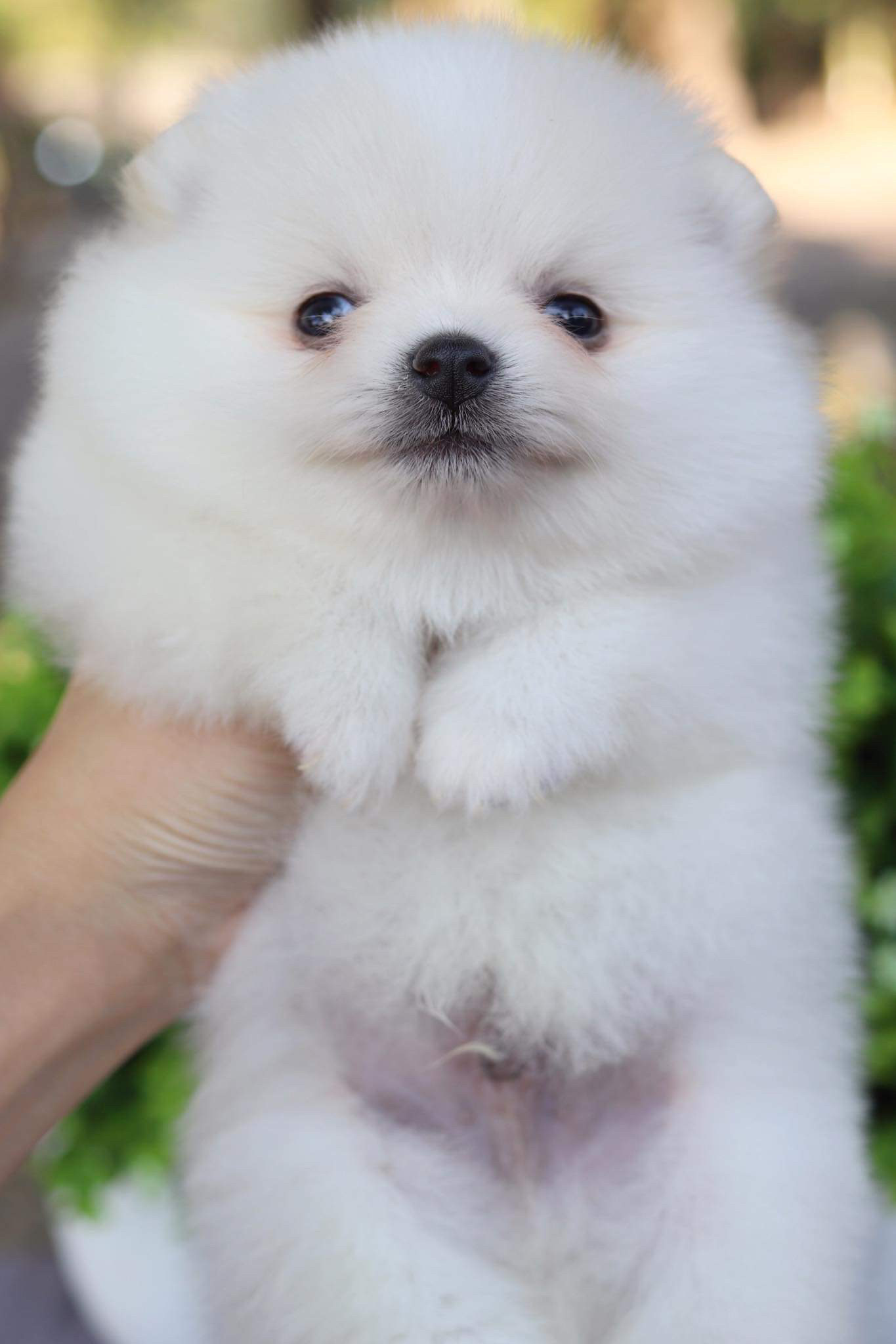 ปอมเมอเรเนียน เพศผู้