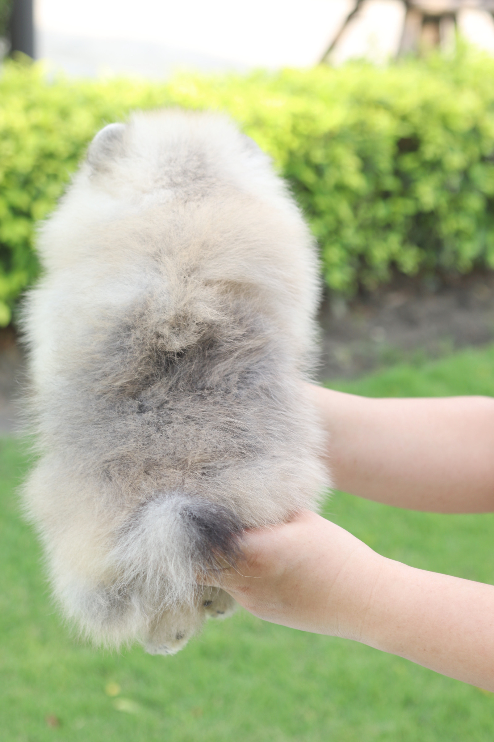 ปอมเมอเรเนียน เพศผู้สีส้ม เกรดโชว์