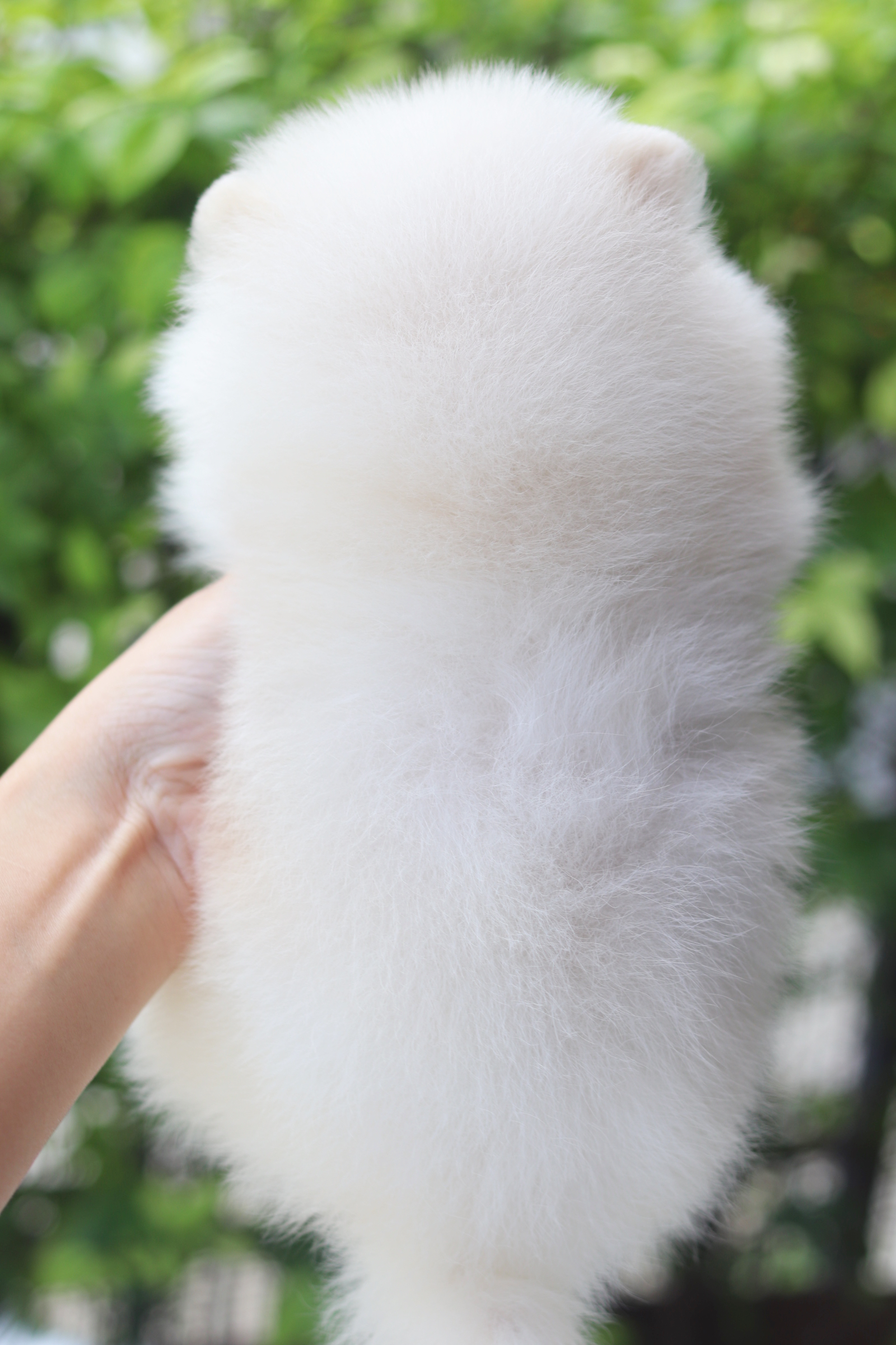 ปอมเมอเรเนียน เพศผู้สีขาวครีม