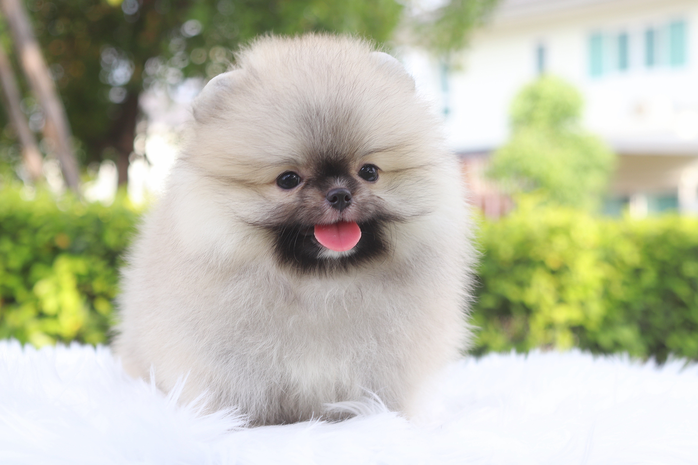 ปอมเมอเรเนียน เพศผู้สีส้ม เกรดโชว์