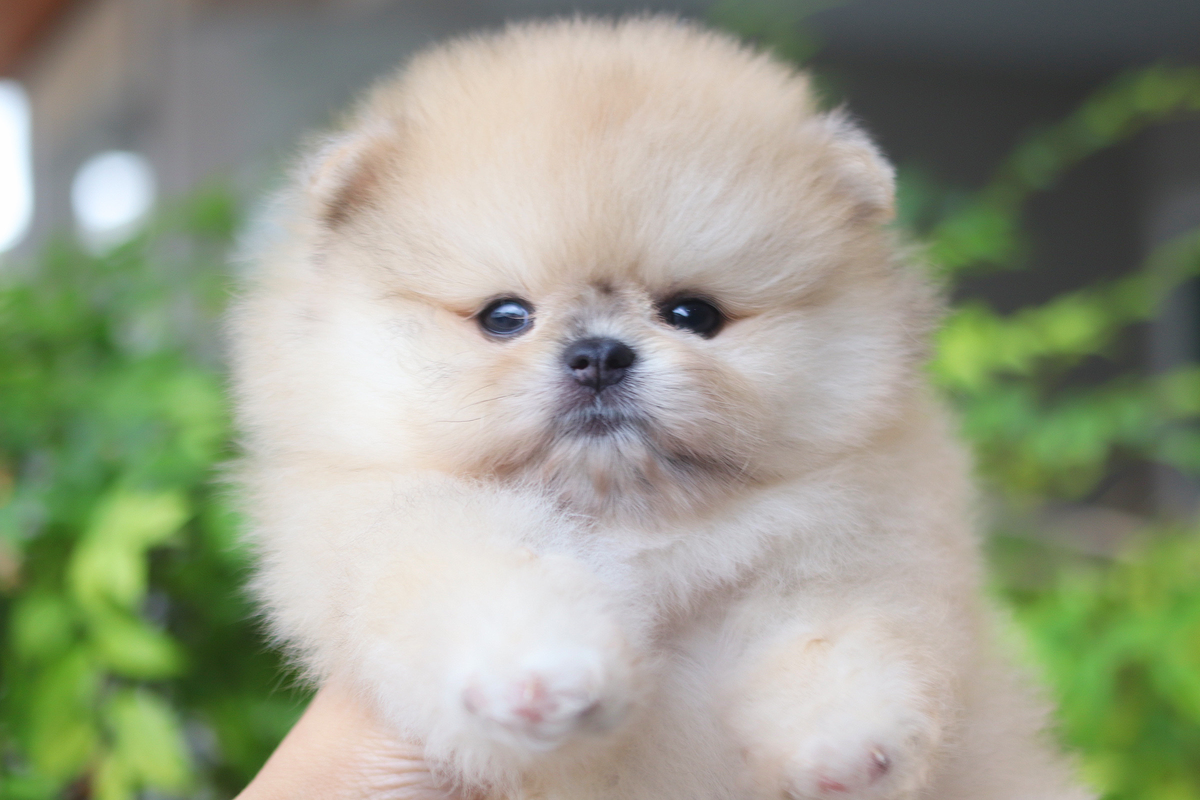 ปอมเมอเรเนียน เพศเมียสีส้ม เกรดโชว์