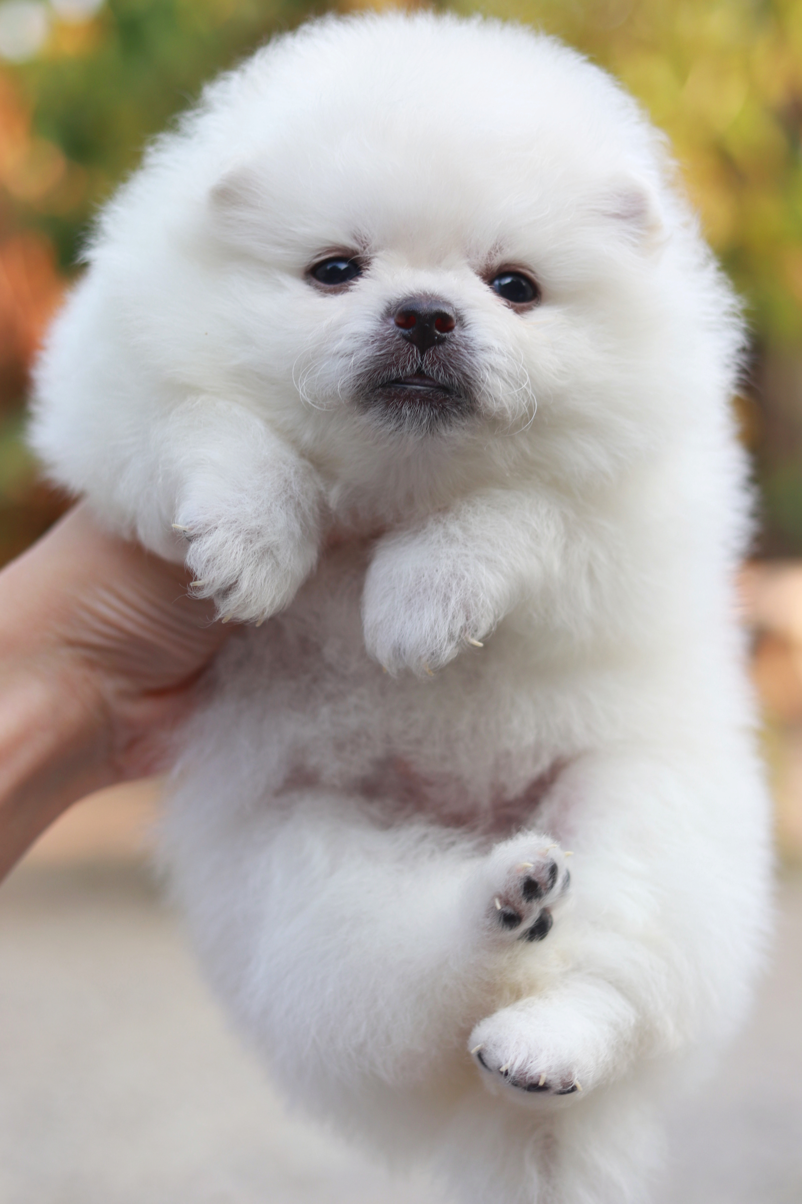 ปอมเมอเรเนียน เพศเมีย