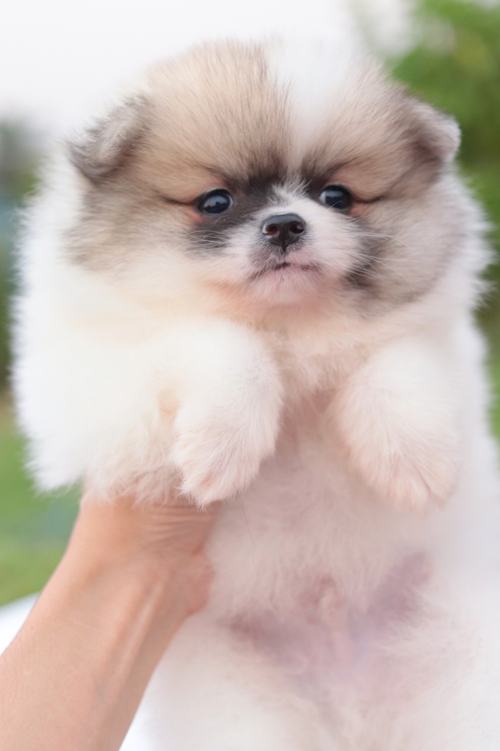 ปอมเมอเรเนียน เพศผู้แฟนซี