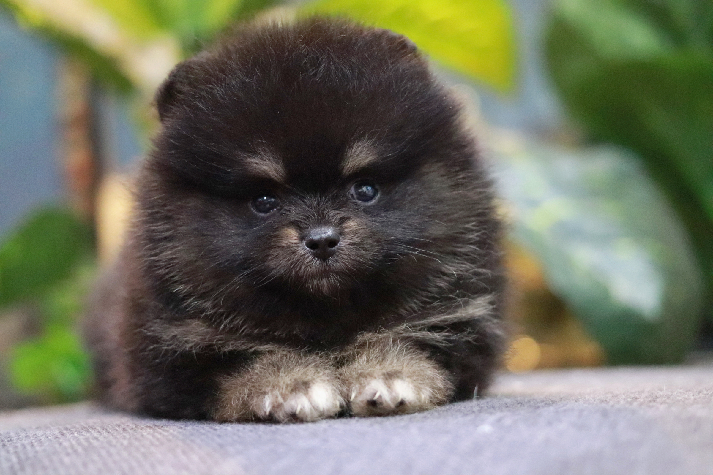 ปอมเมอเรเนียน เพศผู้ แบล็คแทน