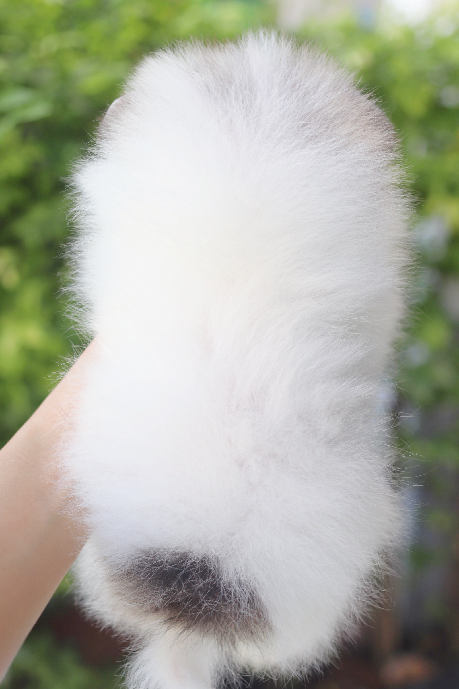 ปอมเมอเรเนียน เพศผู้สีแฟนซีเมอร์เร่