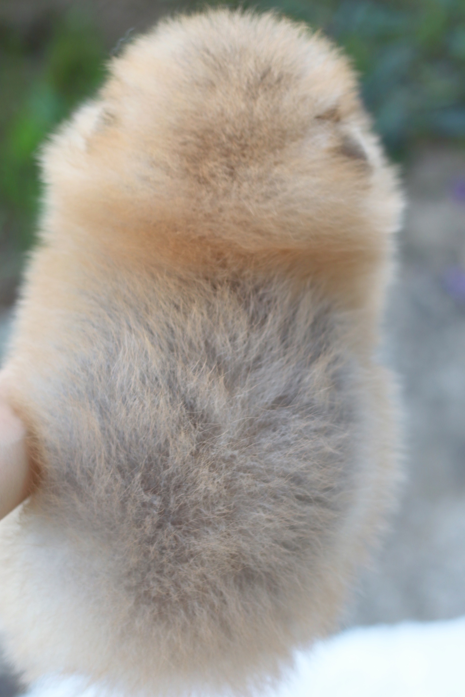 ปอมเมอเรเนียน เพศผู้ สีส้ม