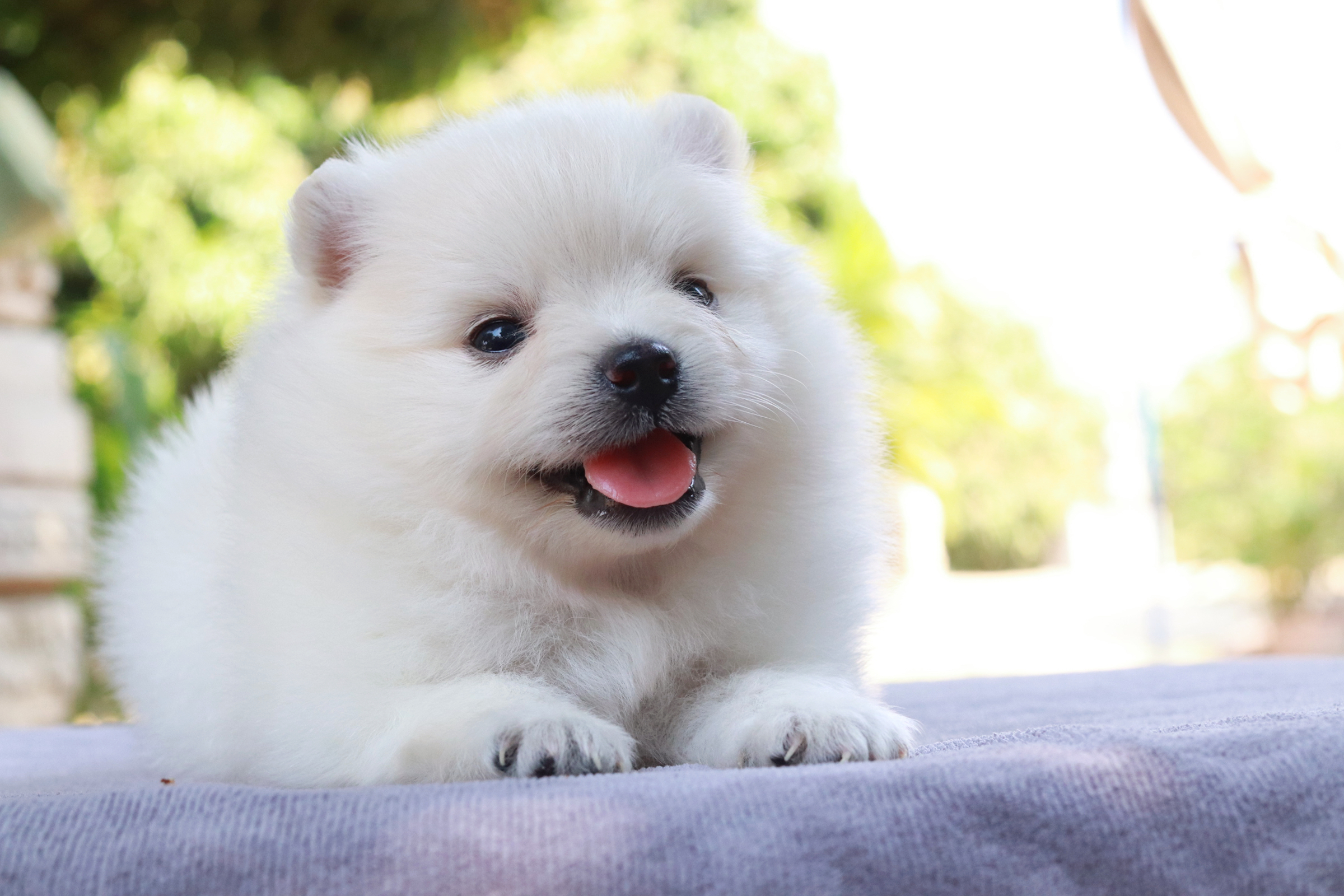 ปอมเมอเรเนียน เพศผู้ขาว