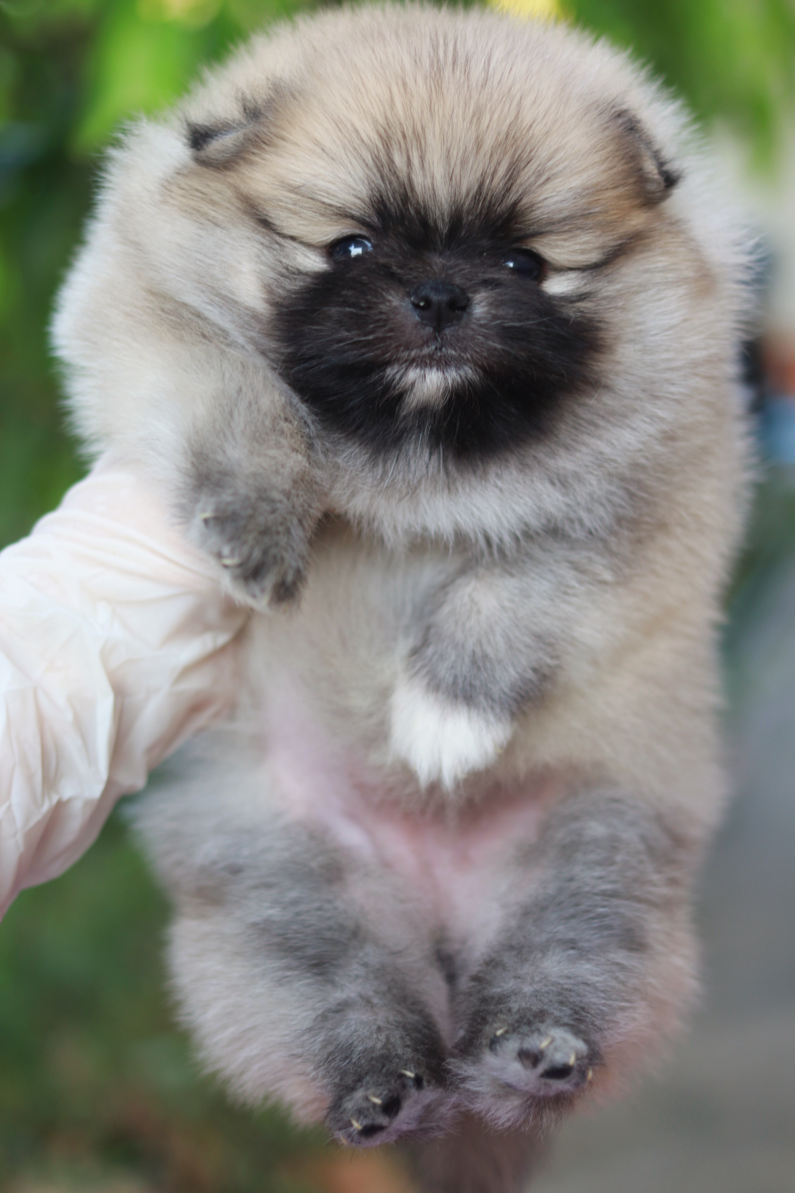 ปอมเมอเรเนียน เพศเมีย สีส้ม