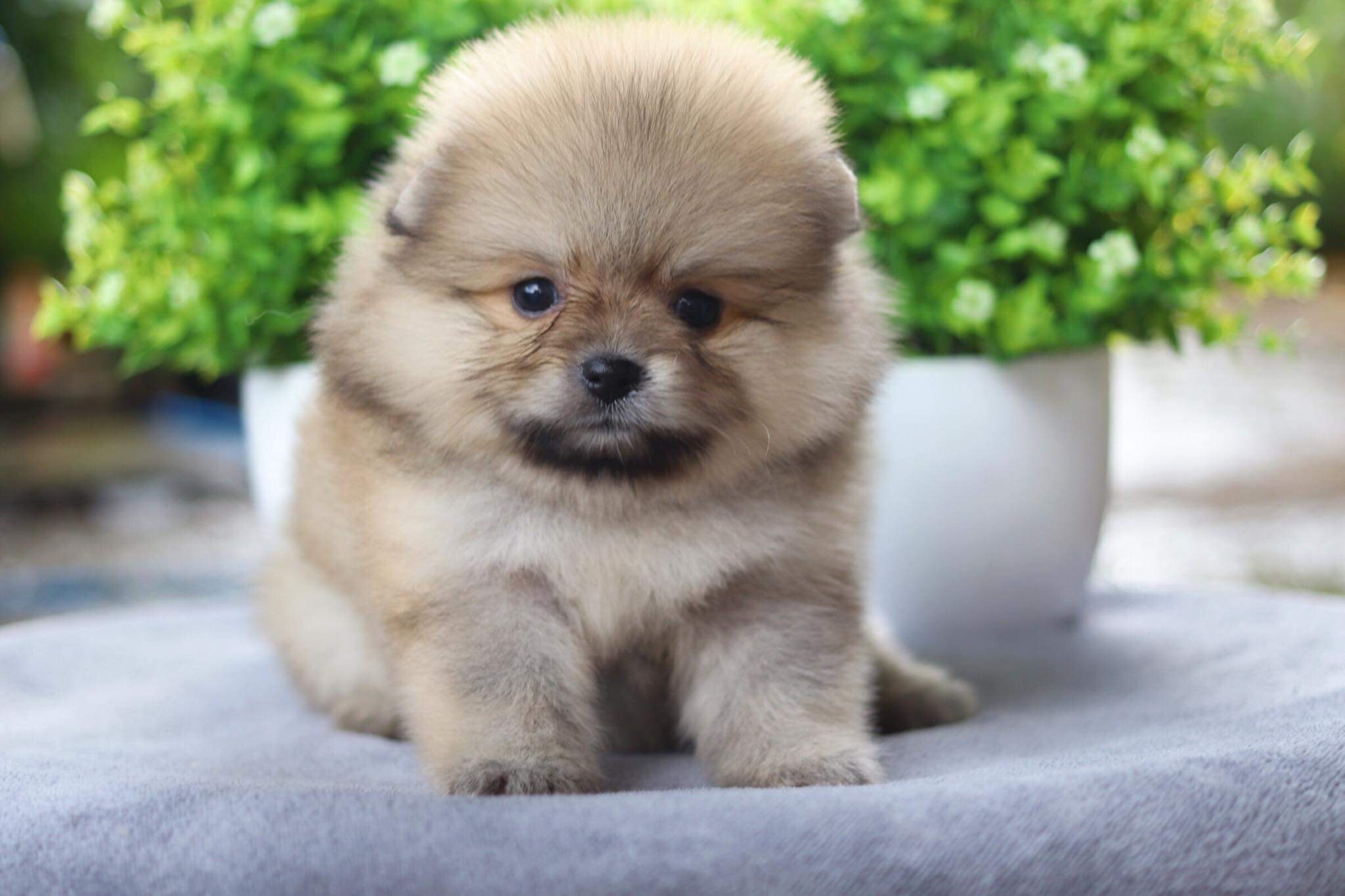 ปอมเมอเรเนียน เพศเมีย