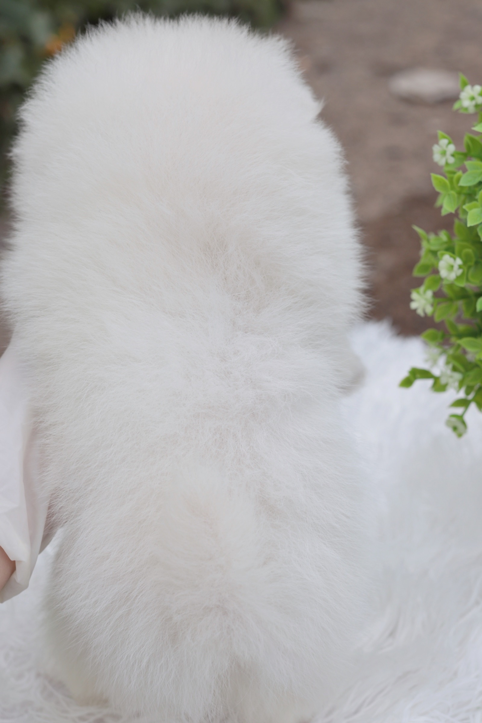 ปอมเมอเรเนียน เพศเมีย สีขาวครีม