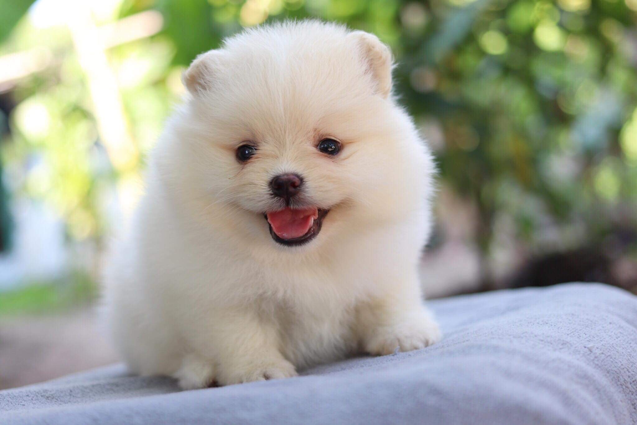 ปอมเมอเรเนียน เพศเมีย