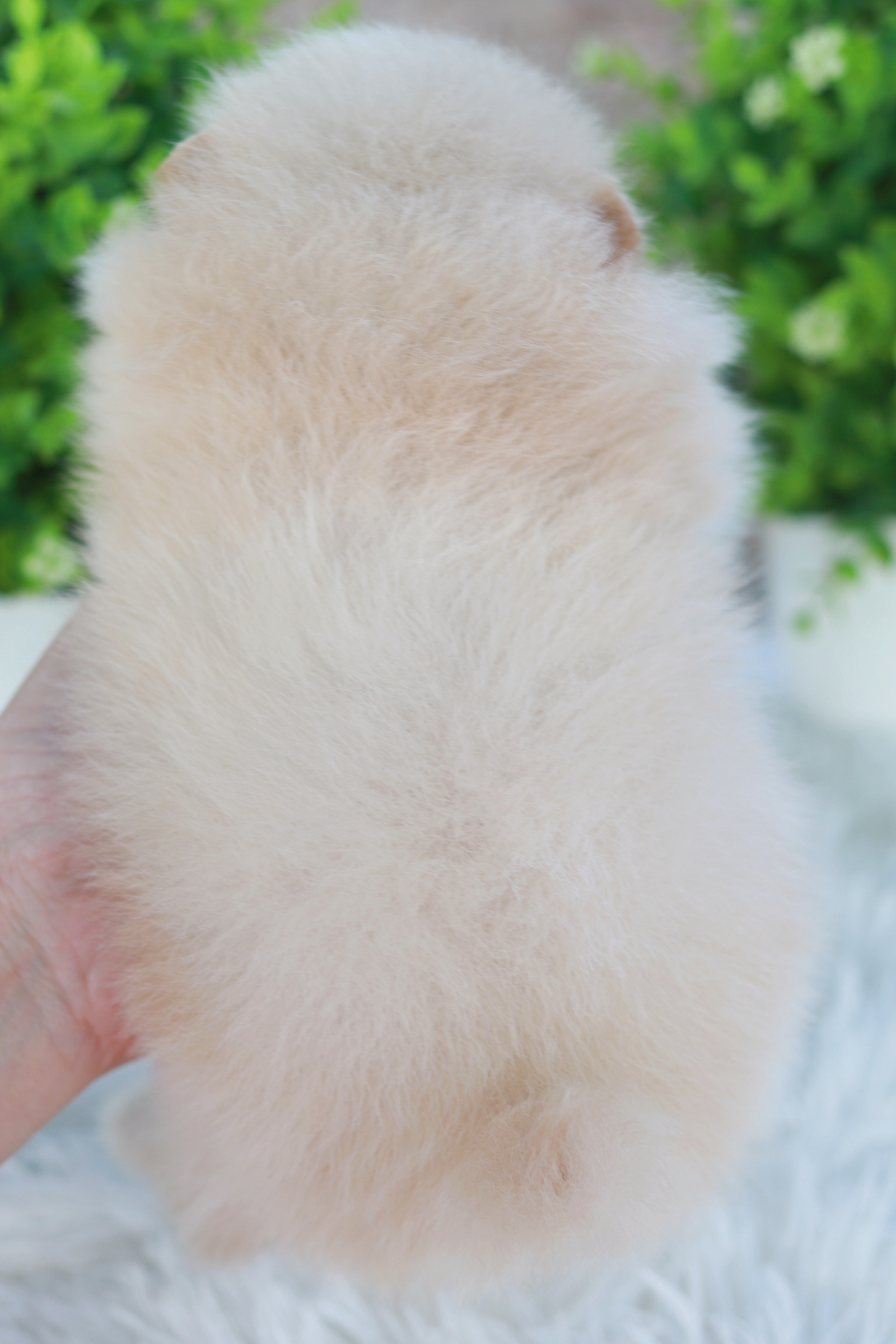 ปอมเมอเรเนียน เพศผู้