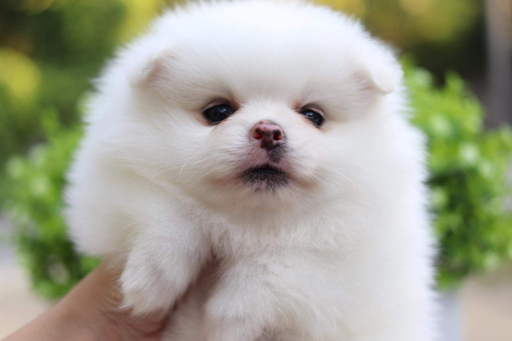 ปอมเมอเรเนียน เพศผู้