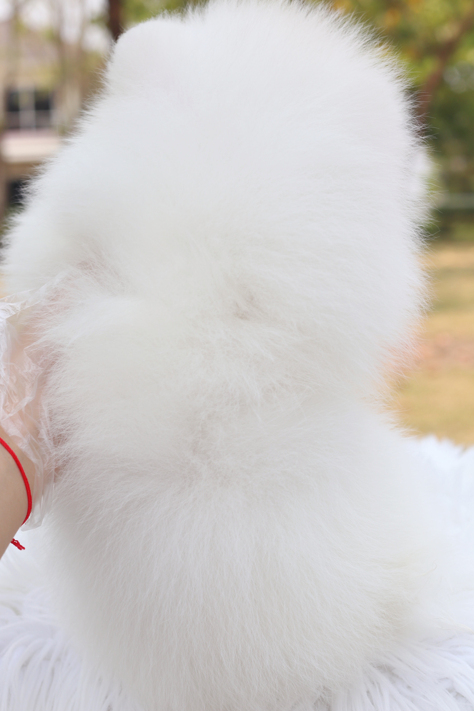 ปอมเมอเรเนียน เพศผู้สีขาวครีม