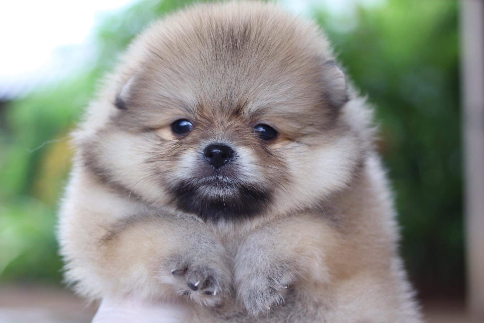 ปอมเมอเรเนียน เพศเมีย