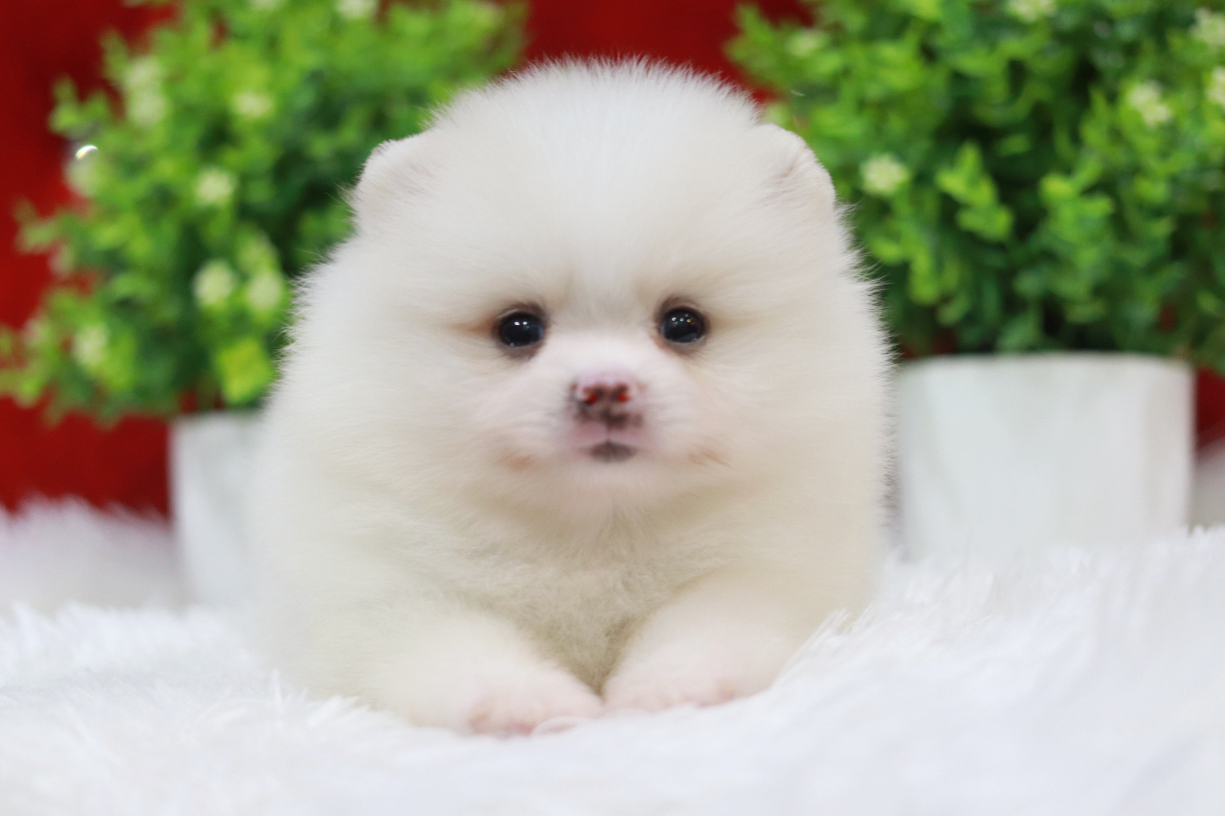 ปอมเมอเรเนียน เพศเมีย สีขาว