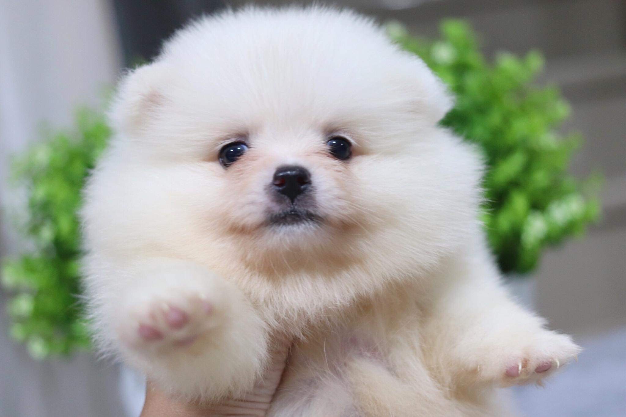 ปอมเมอเรเนียน เพศผู้