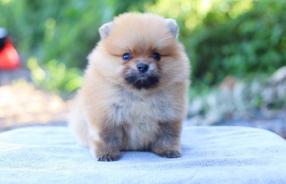 ปอมเมอเรเนียน เพศผู้