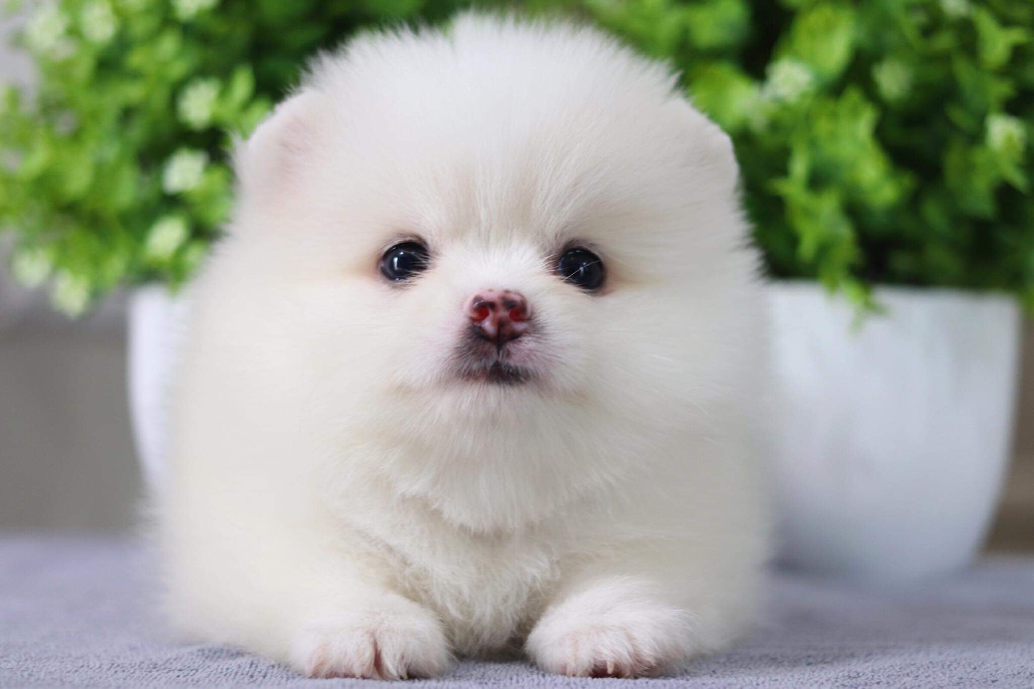 ปอมเมอเรเนียน เพศผู้