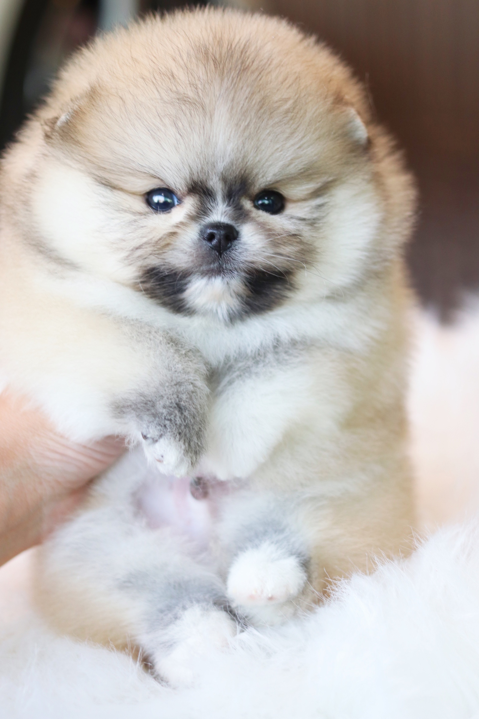 ปอมเมอเรเนียน เพศผู้ สีส้มเกรดโชว์