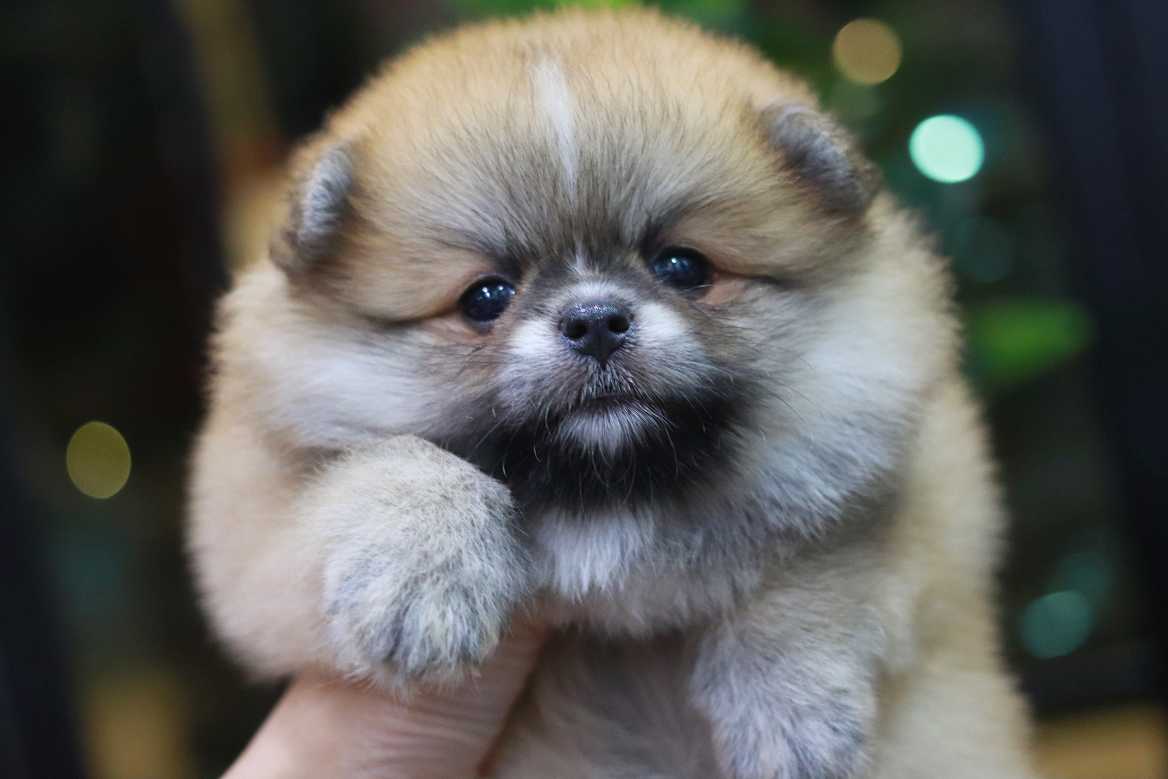 ปอมเมอเรเนียน เพศเมีย สีส้ม