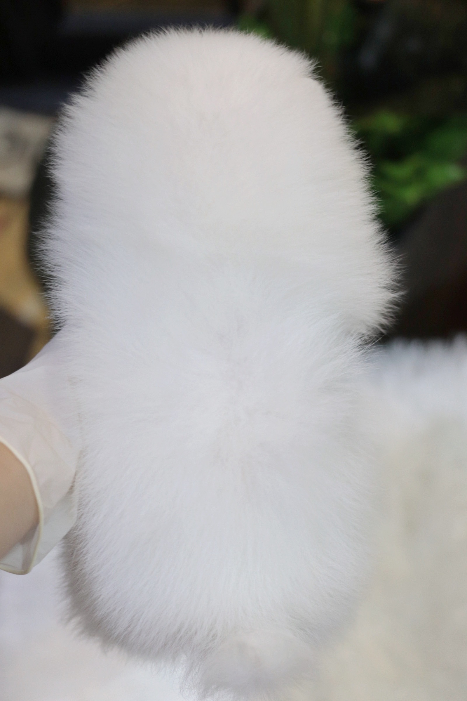 ปอมเมอเรเนียน เพศเมีย สีขาวครีม