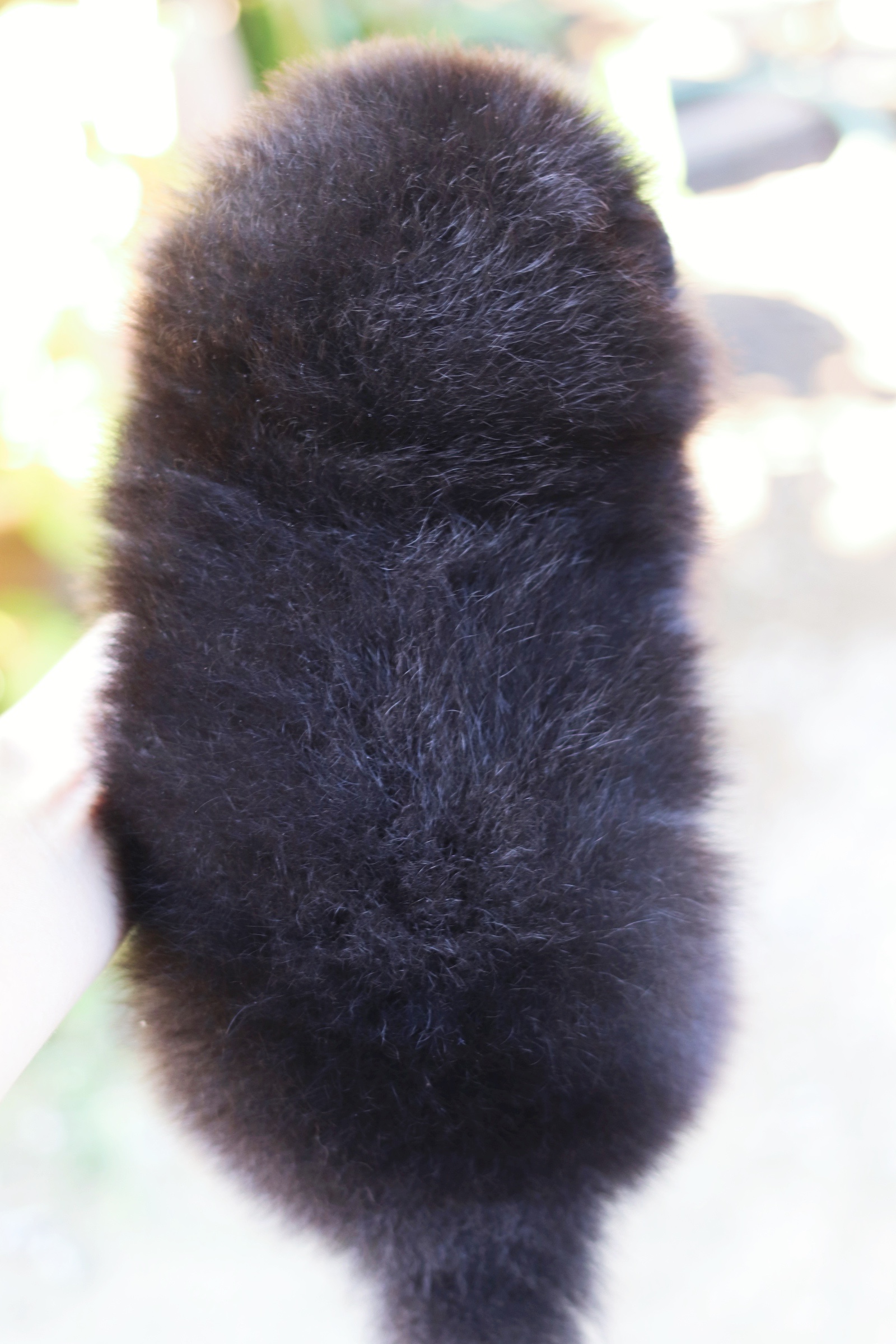 ปอมเมอเรเนียน เพศผู้ สีดำ