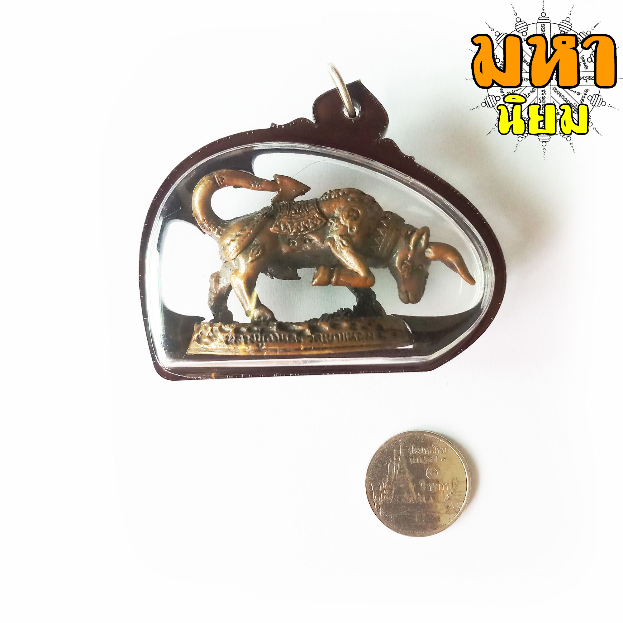 วัวธนูทอง คะนองฤทธิ์ หลวงปู่กาหลง วัดเขาแหลม จ.สระแก้ว