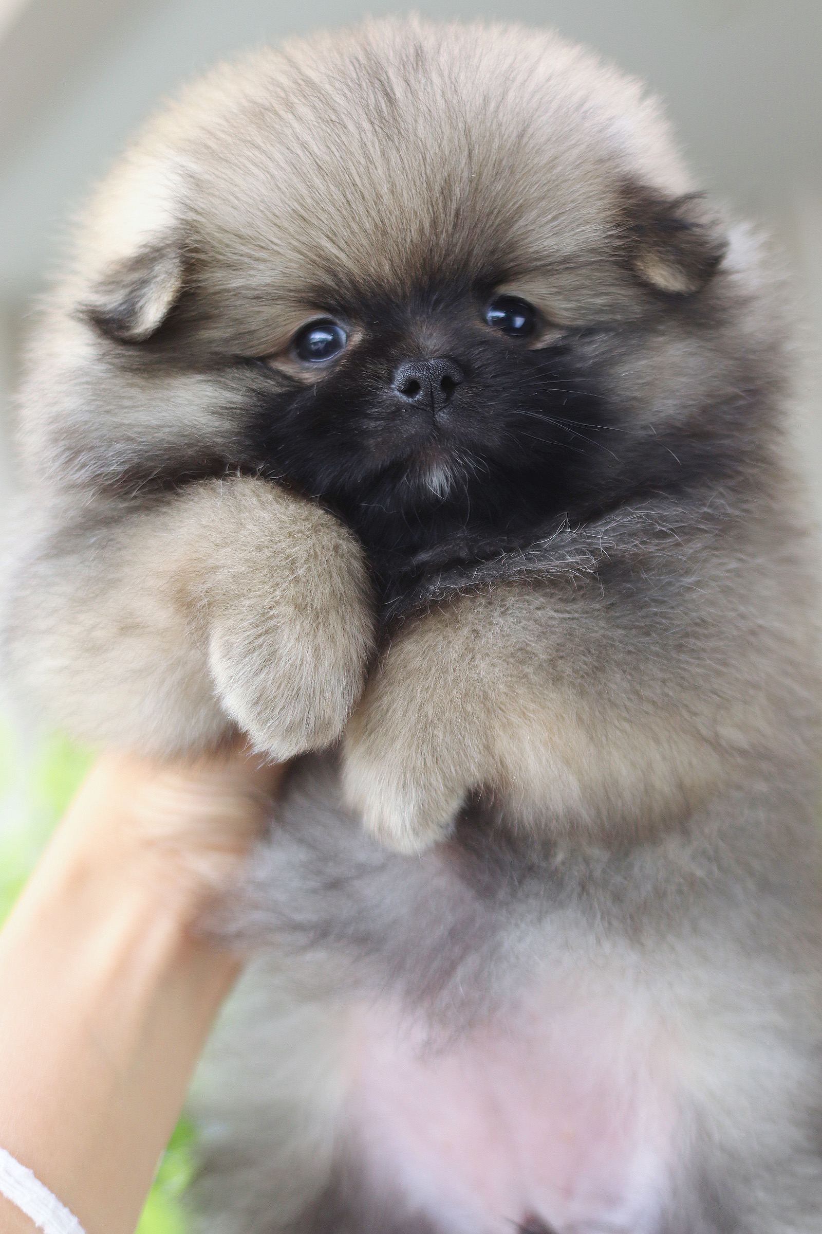 ปอมเมอเรเนียน เพศเมียสีส้ม