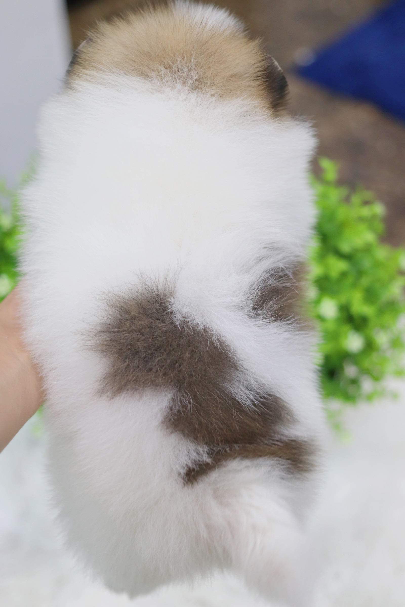 ปอมเมอเรเนียน เพศผู้