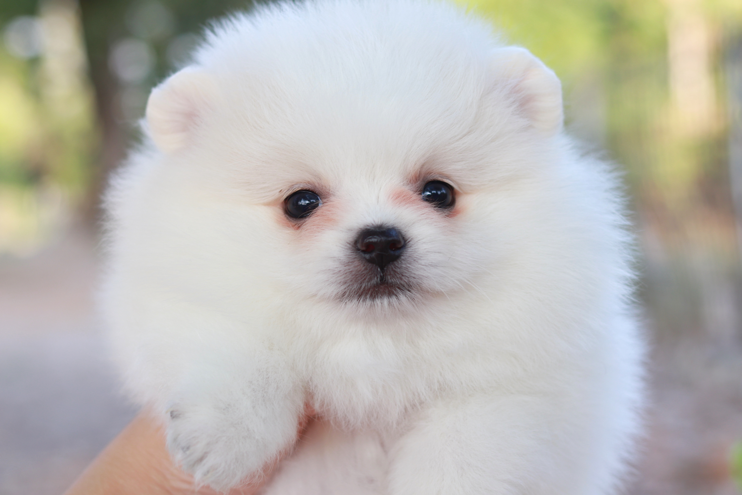 ปอมเมอเรเนียน เพศผู้ขาว