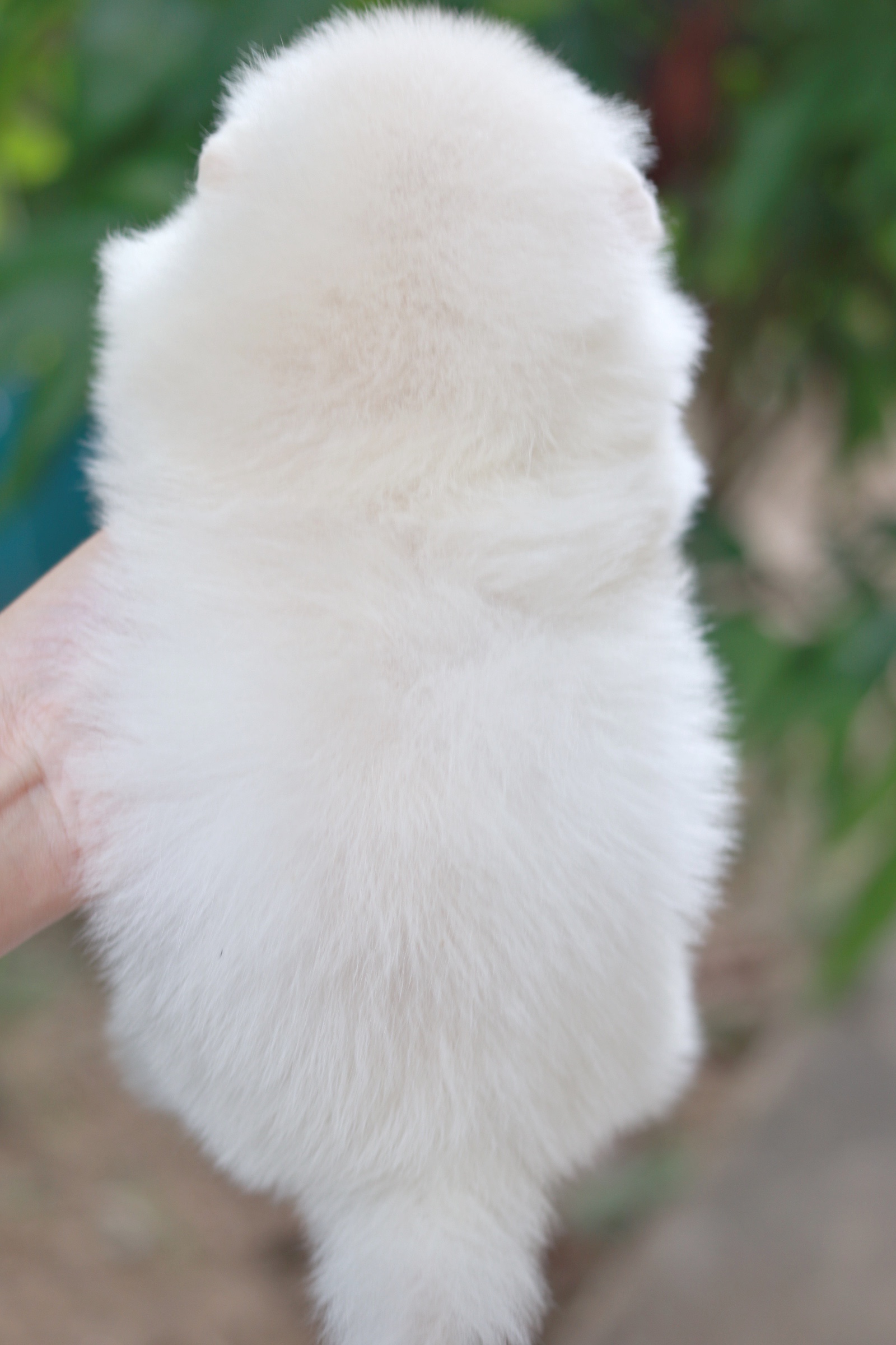 ปอมเมอเรเนียน เพศเมียสีขาวครีมเกรดโชว์