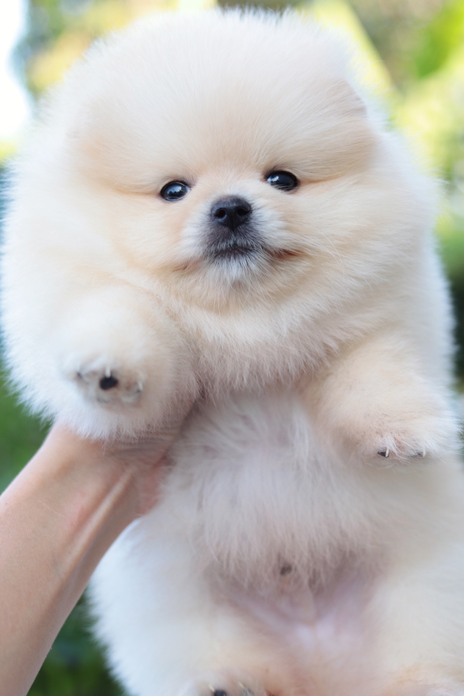 ปอมเมอเรเนียน เพศผู้สีครีม