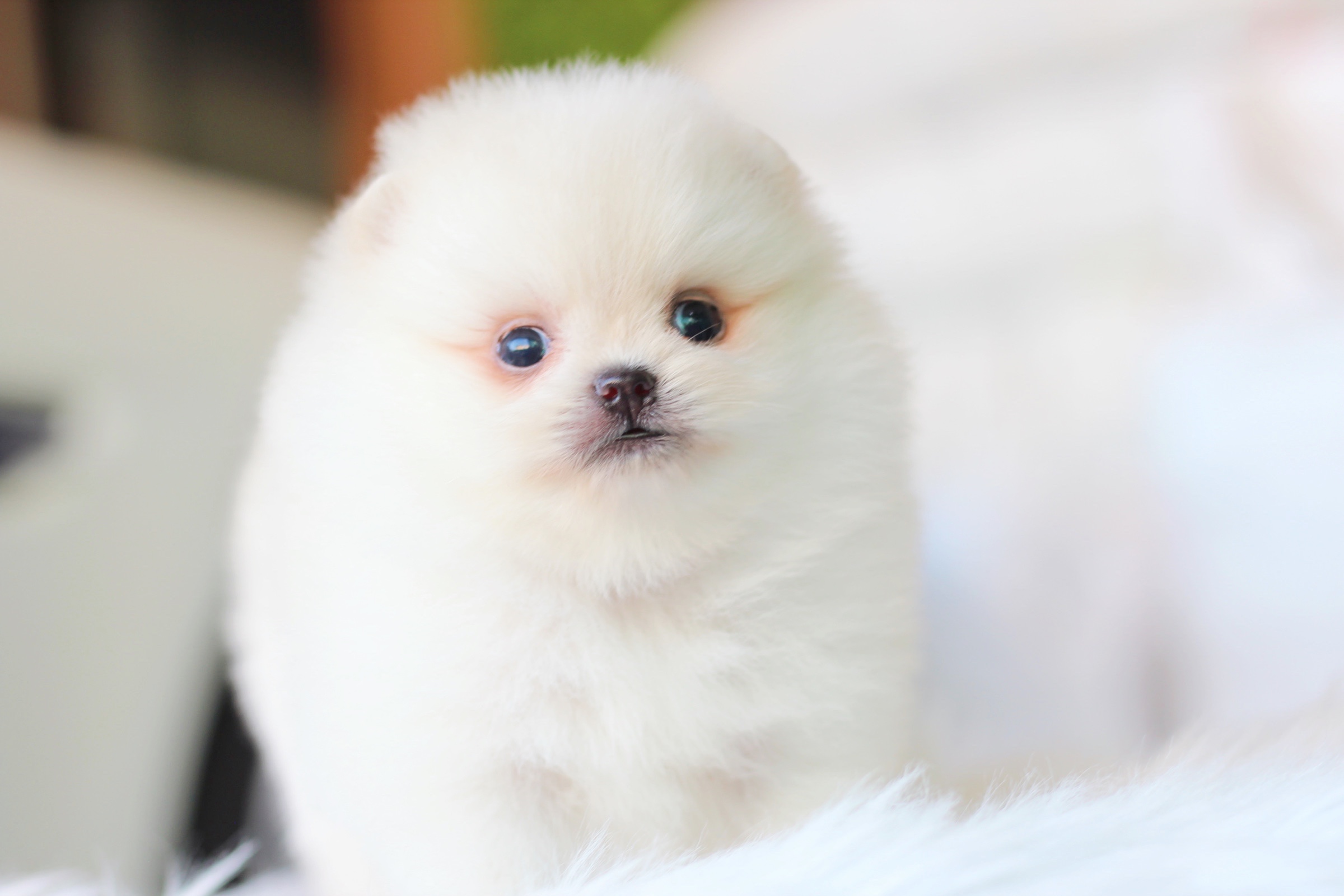 ปอมเมอเรเนียน เพศเมียสีขาวครีมเกรดโชว์