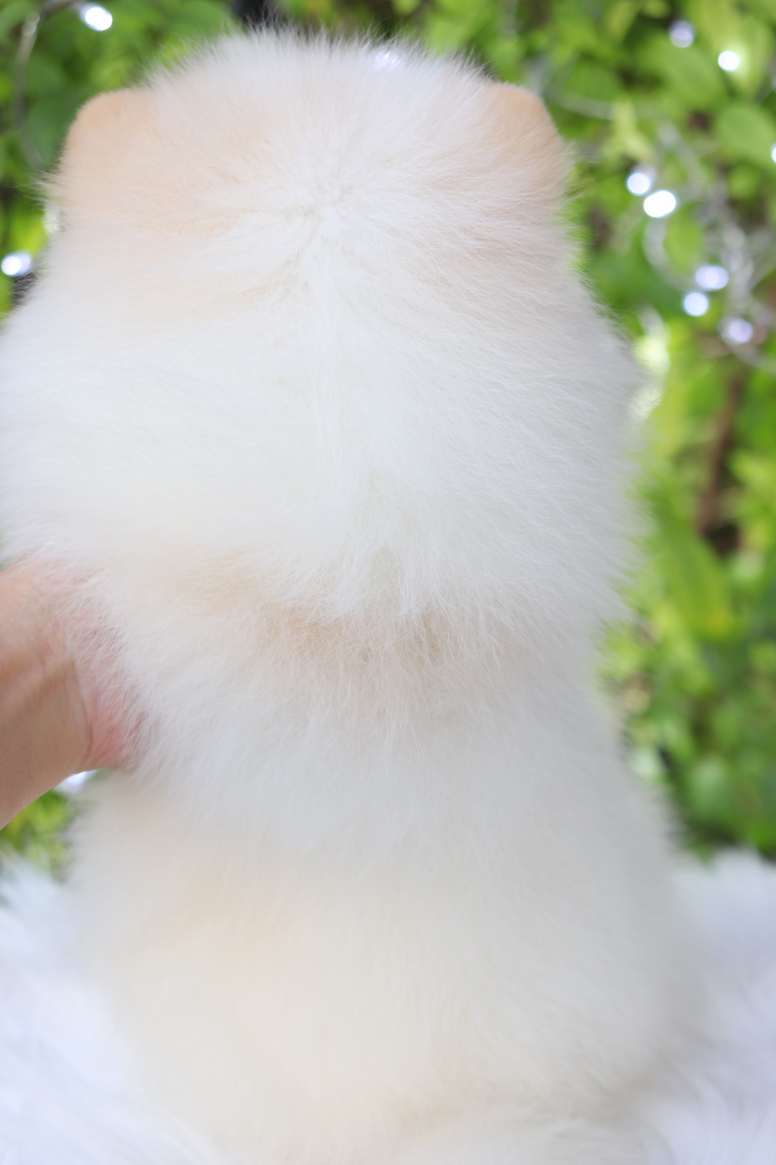 ปอมเมอเรเนียน เพศผู้ สีขาวครีม